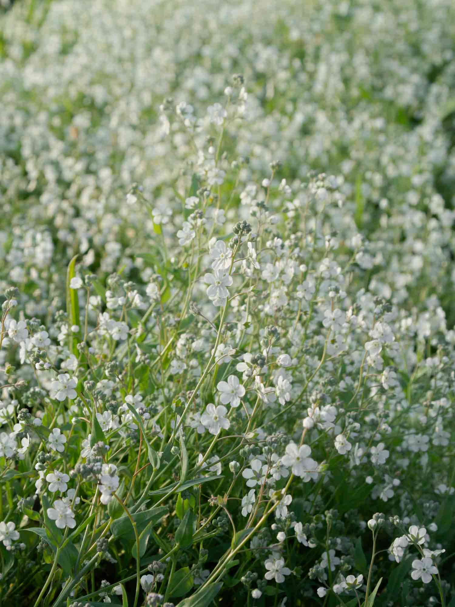 Forget Me Not - Argentine White