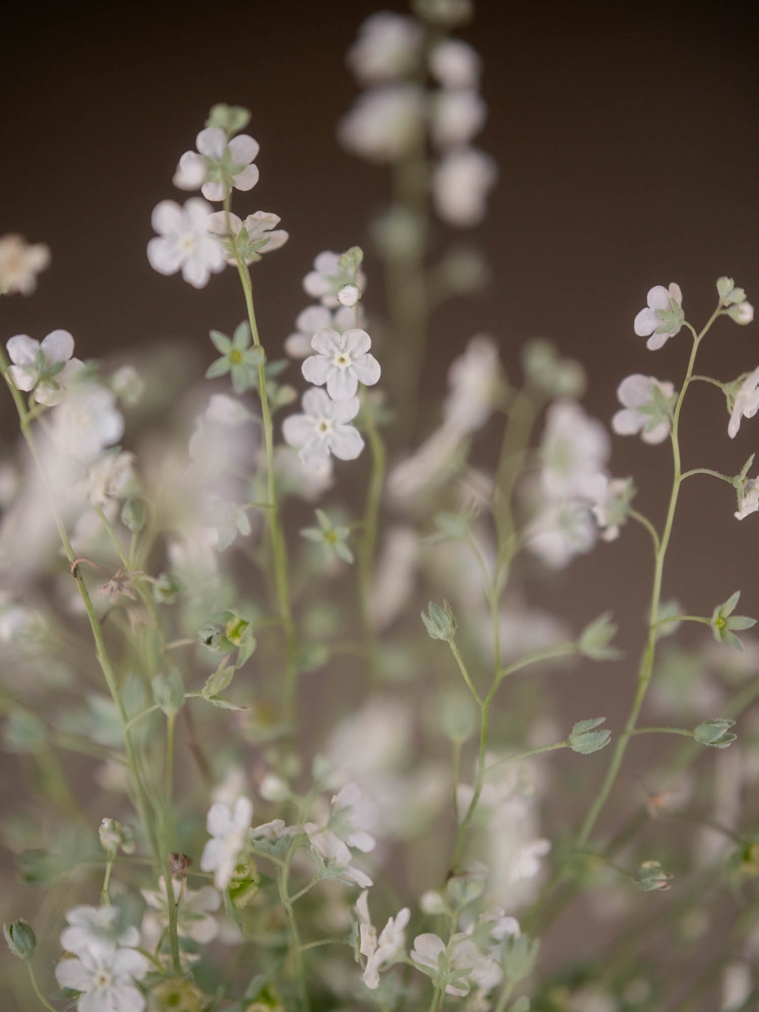 Forget Me Not - Argentine White