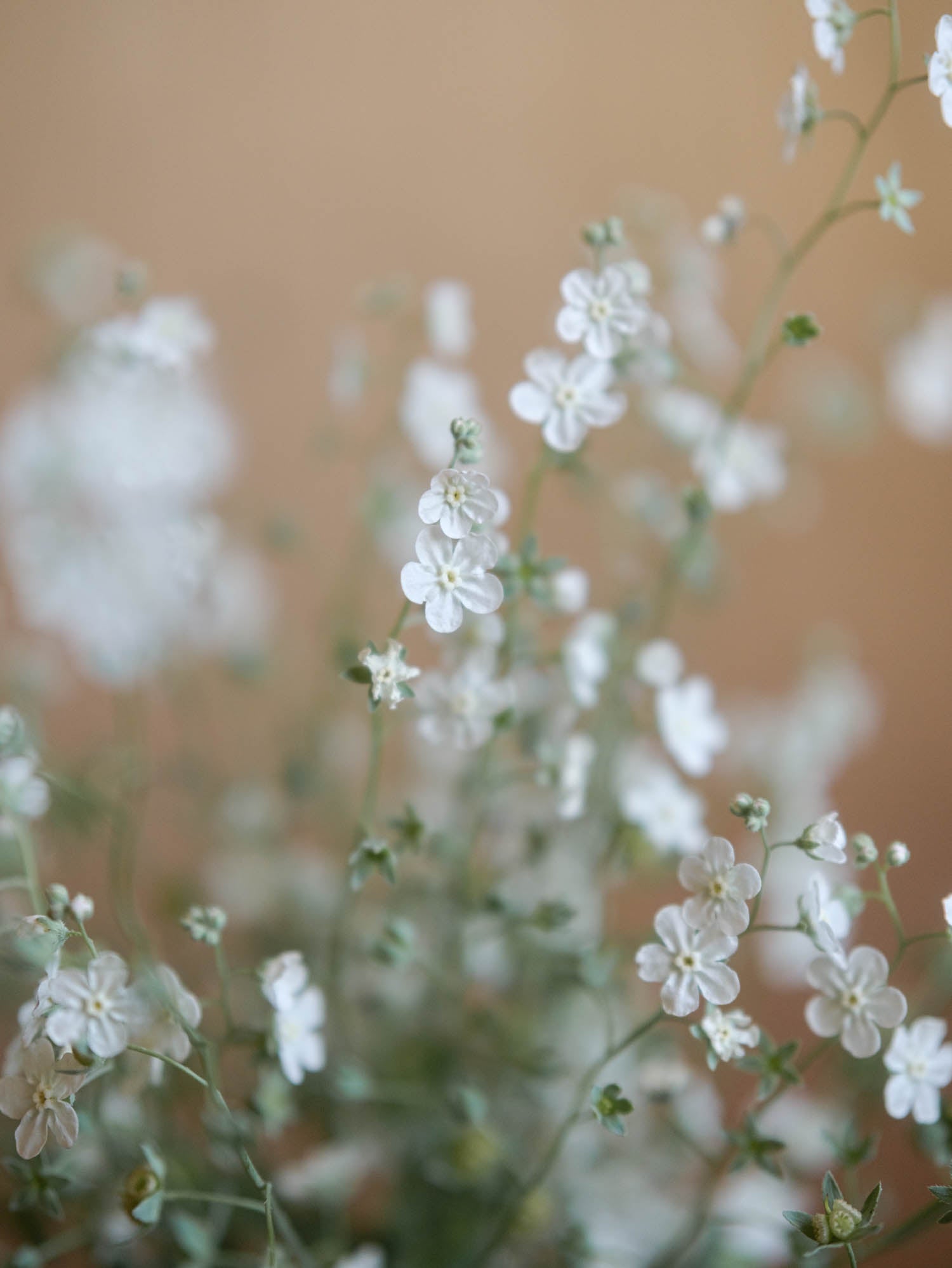 Forget Me Not - Argentine White