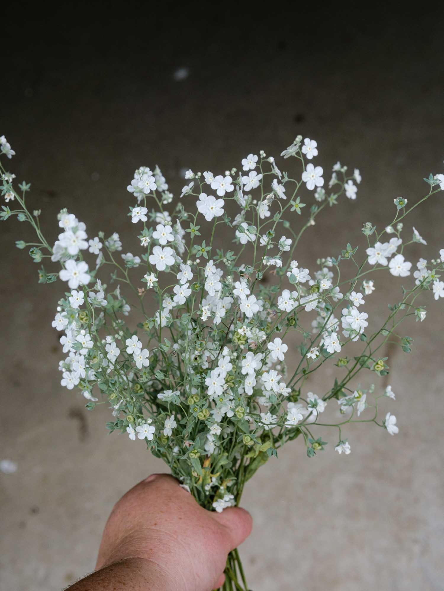Forget Me Not - Argentine White