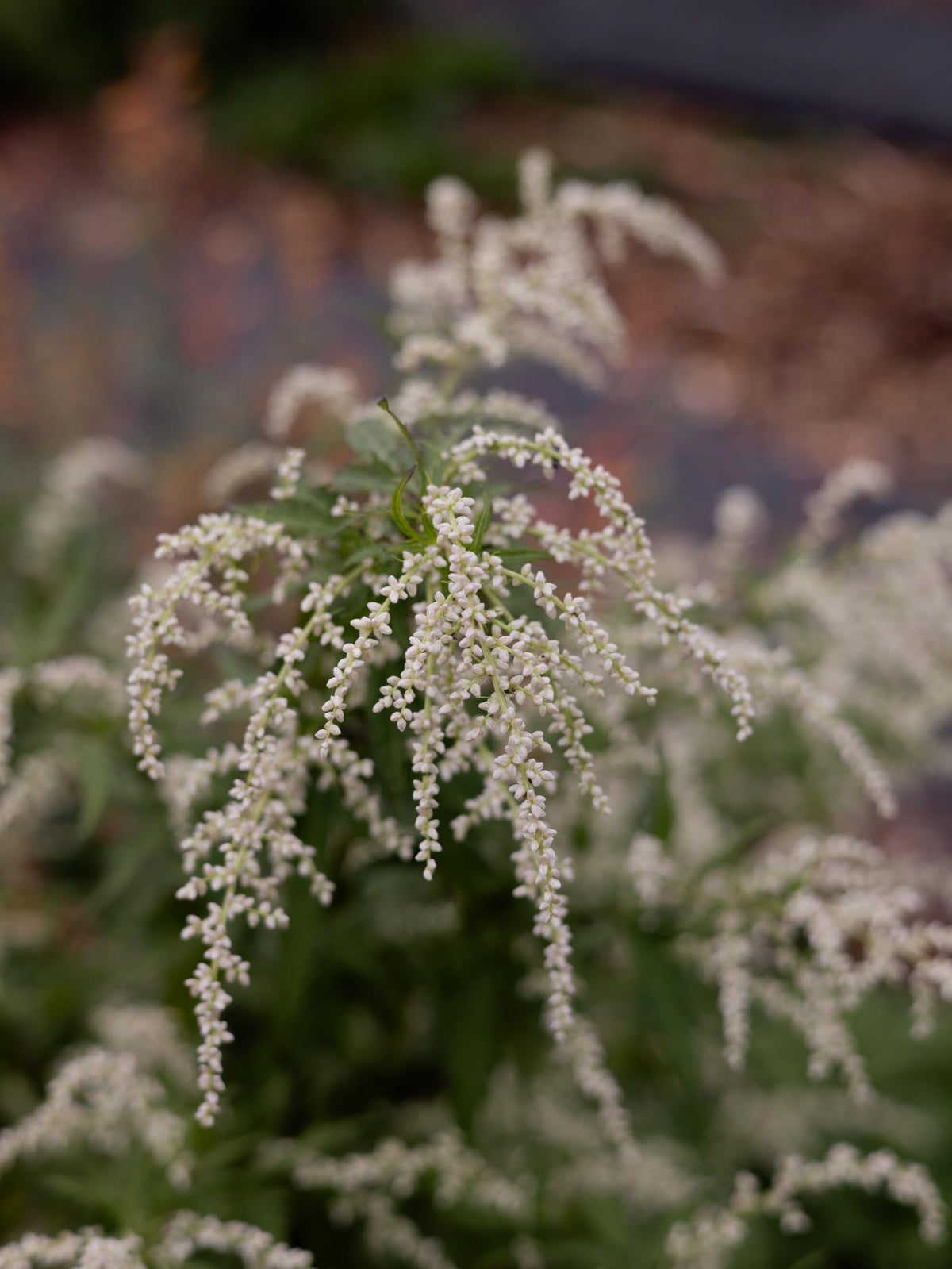 ARTEMISIA - lactiflora - PLANTS