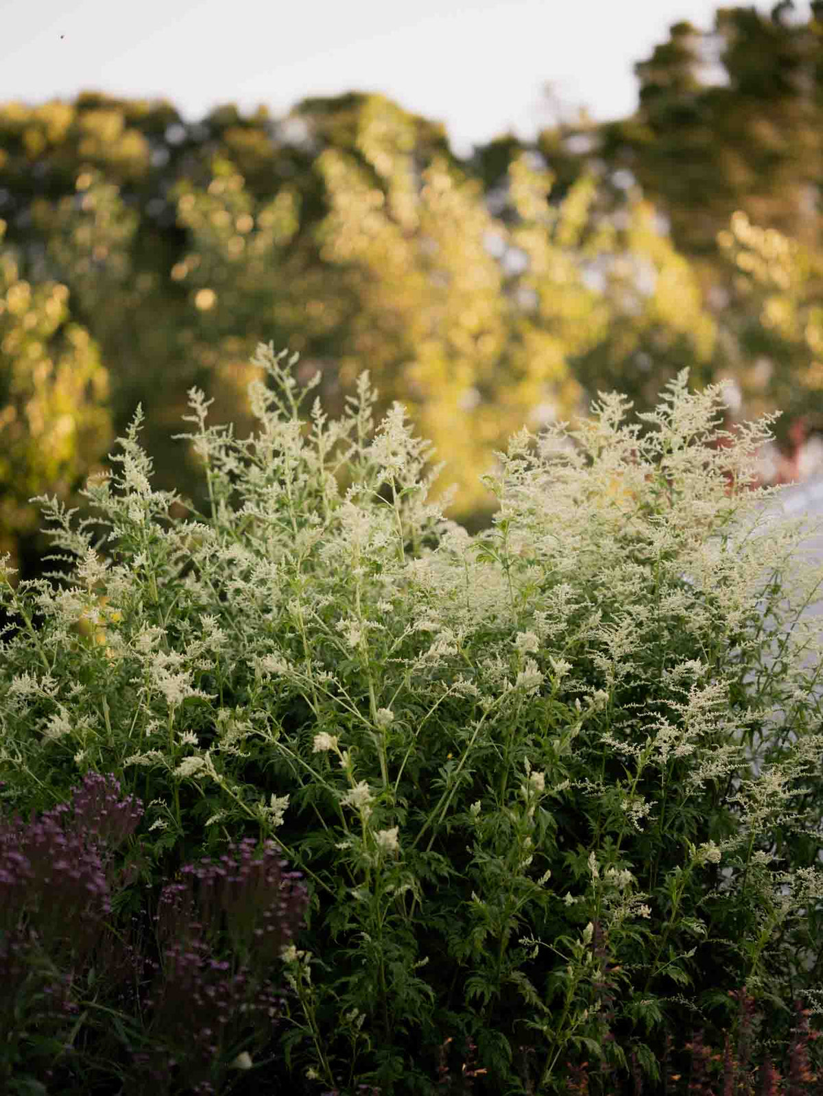 ARTEMISIA - lactiflora - PLANTS