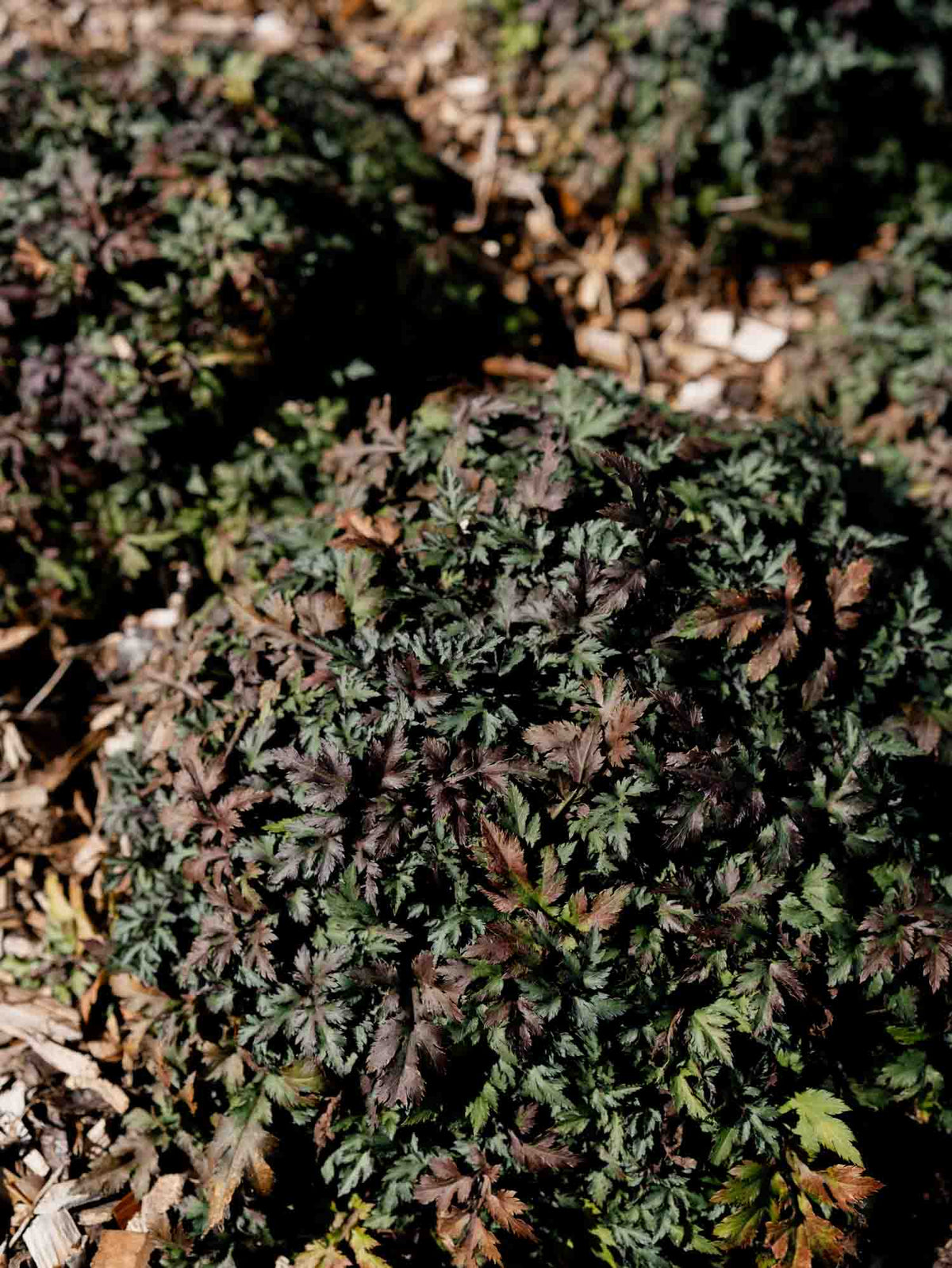 ARTEMISIA lactiflora - Guizhou - PLANTS