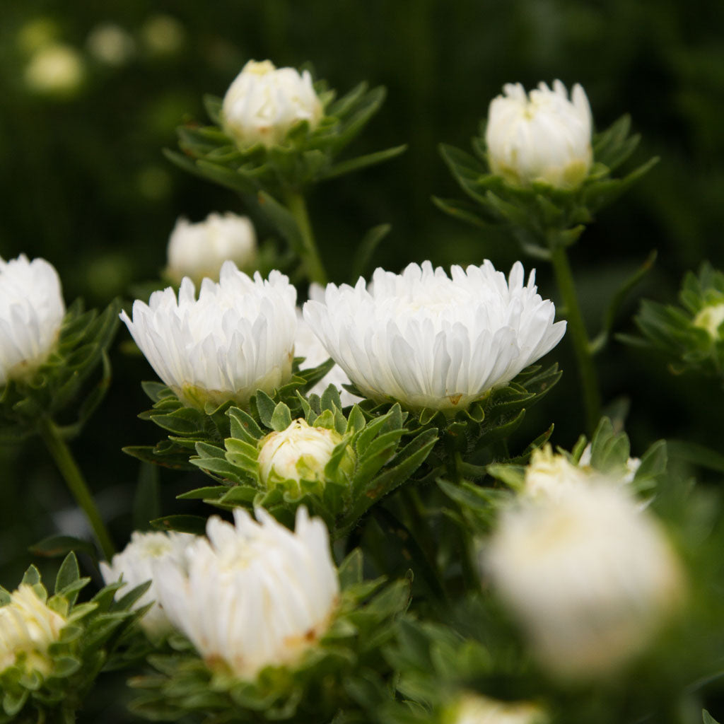 Aster - Tower White