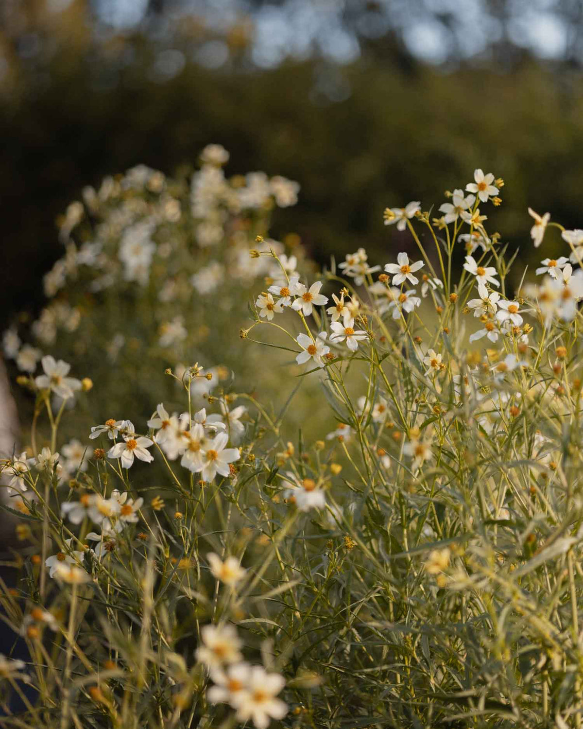 BIDENS - aurea - PLANTS