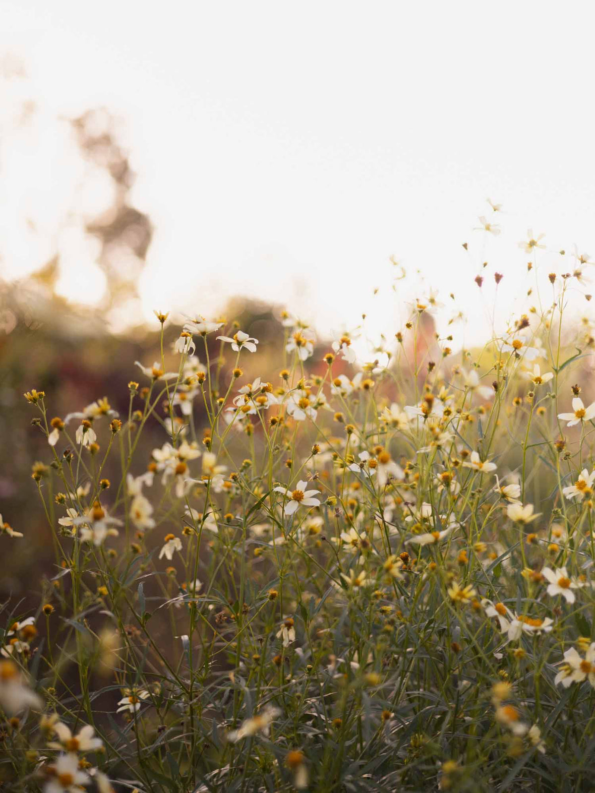 BIDENS - aurea - PLANTS