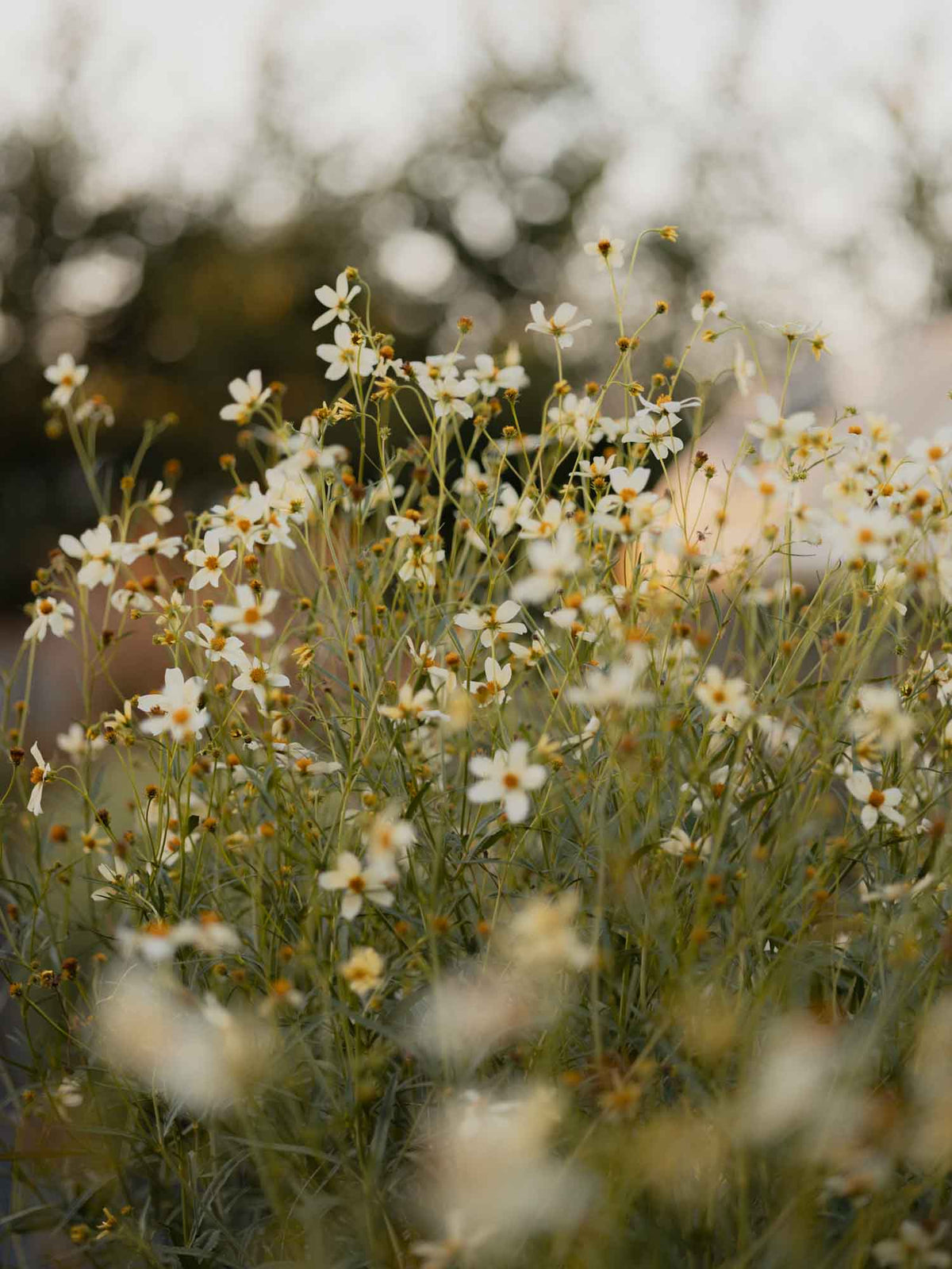BIDENS - aurea - PLANTS