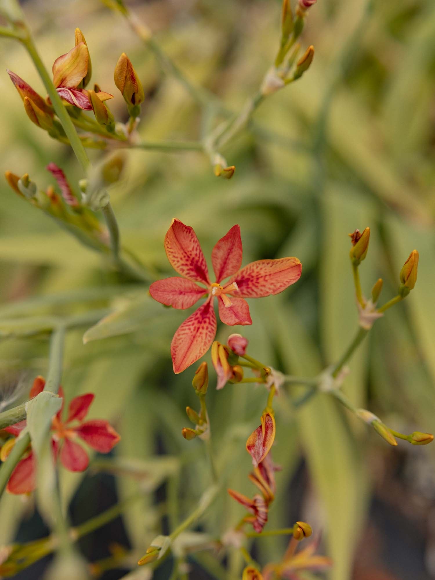 IRIS domestica - Blackberry Lily - PLANTS