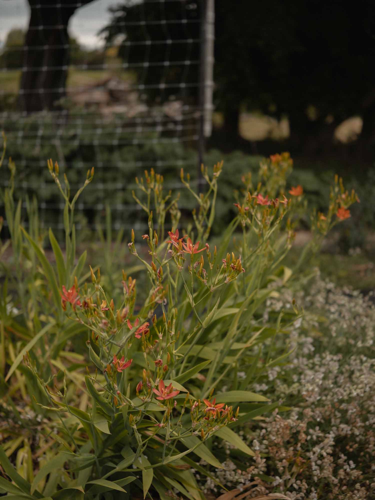 IRIS domestica - Blackberry Lily - PLANTS
