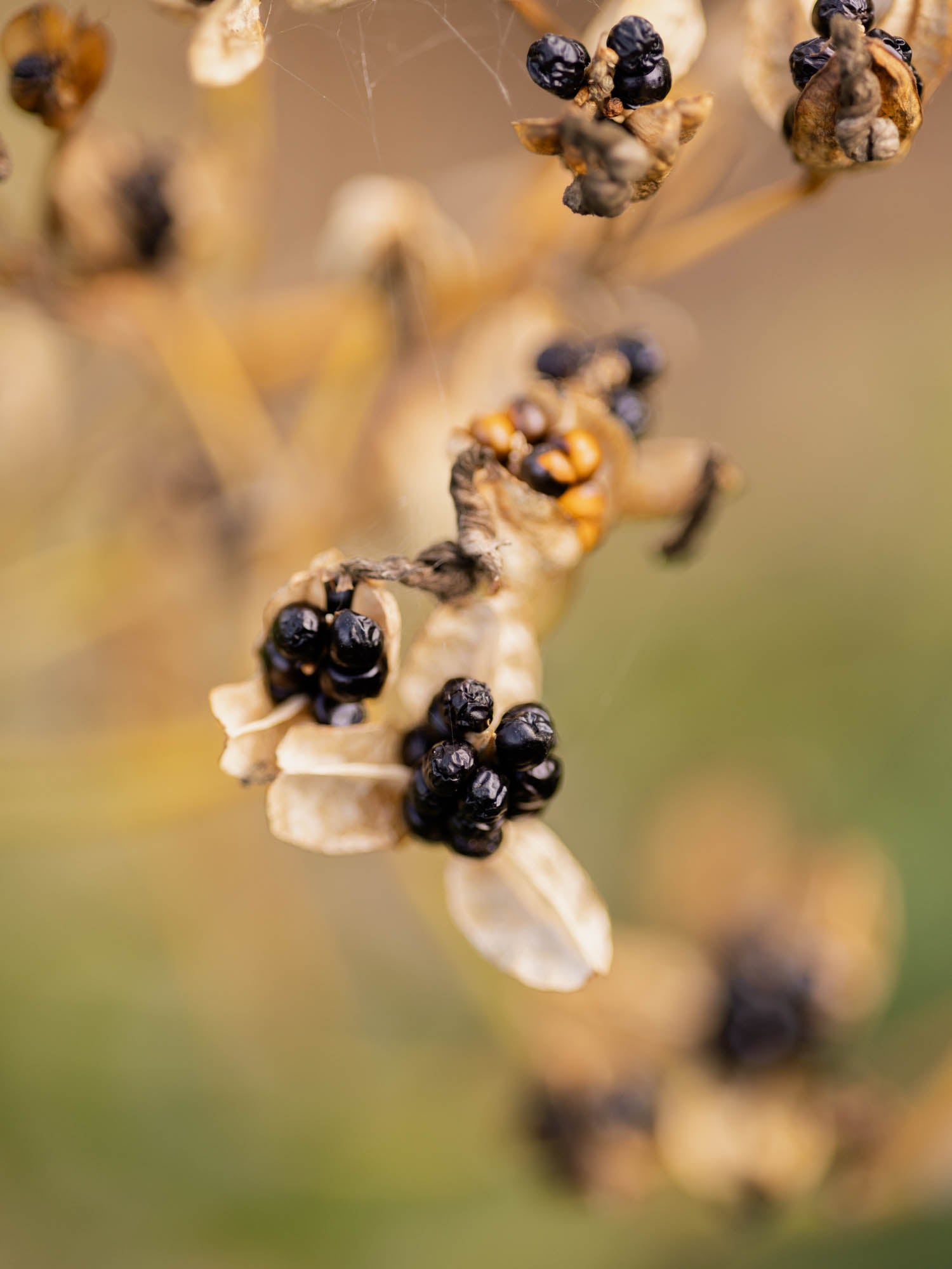 IRIS domestica - Blackberry Lily - PLANTS