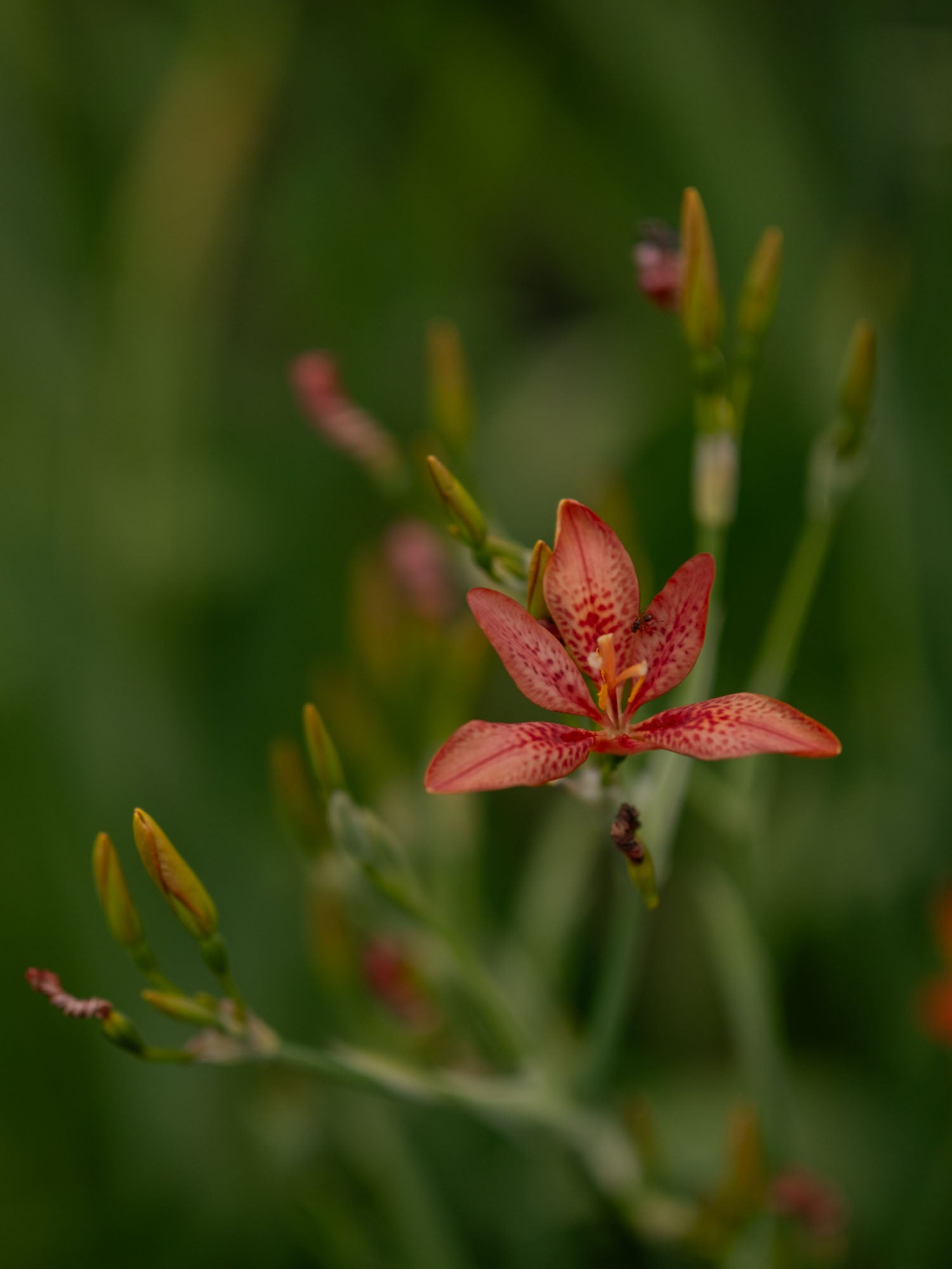 IRIS domestica - Blackberry Lily - PLANTS