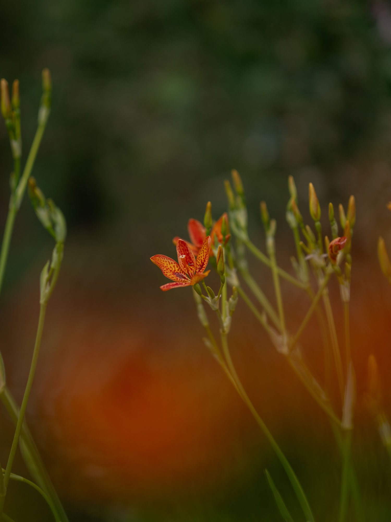 IRIS domestica - Blackberry Lily - PLANTS