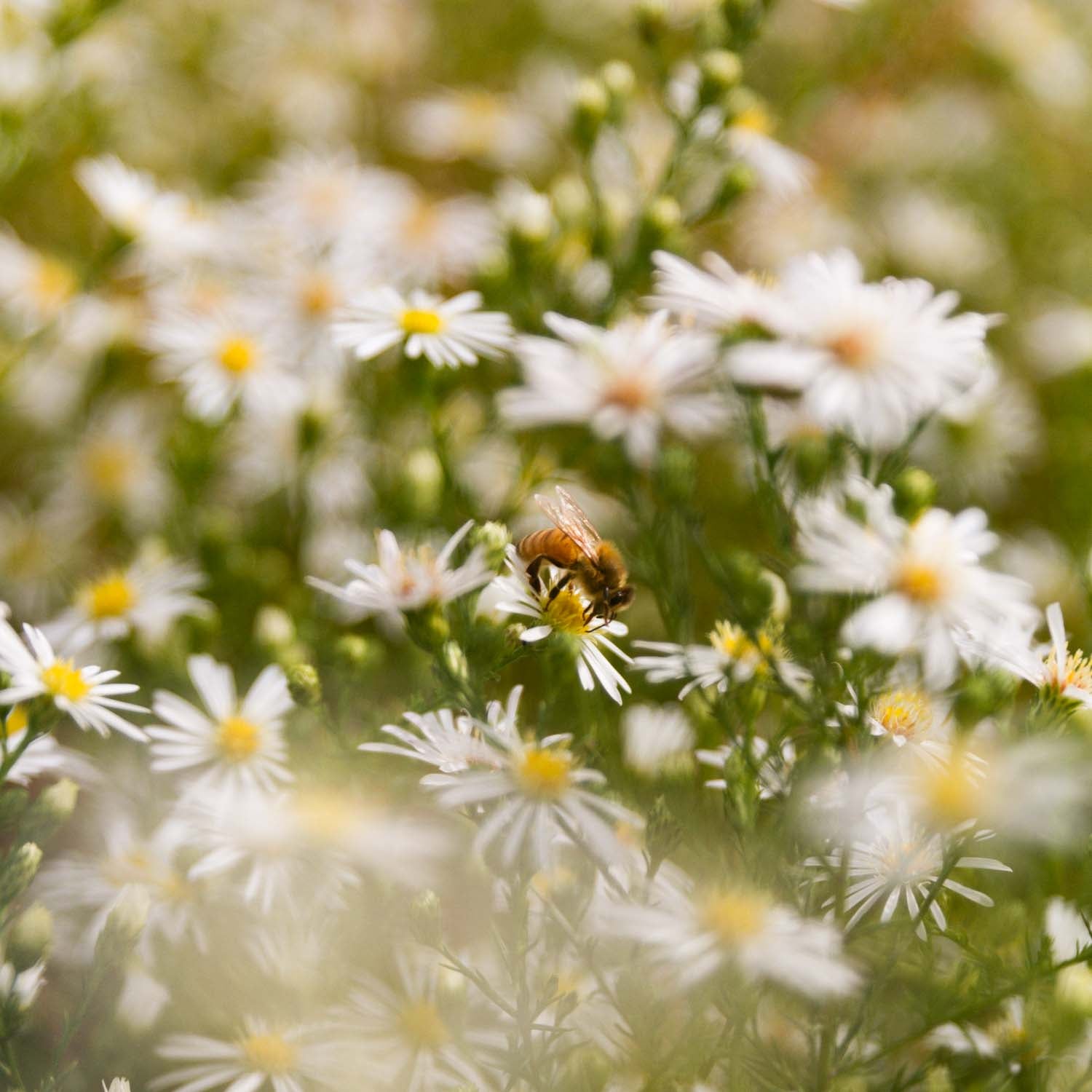 BOLTONIA - White - PLANTS