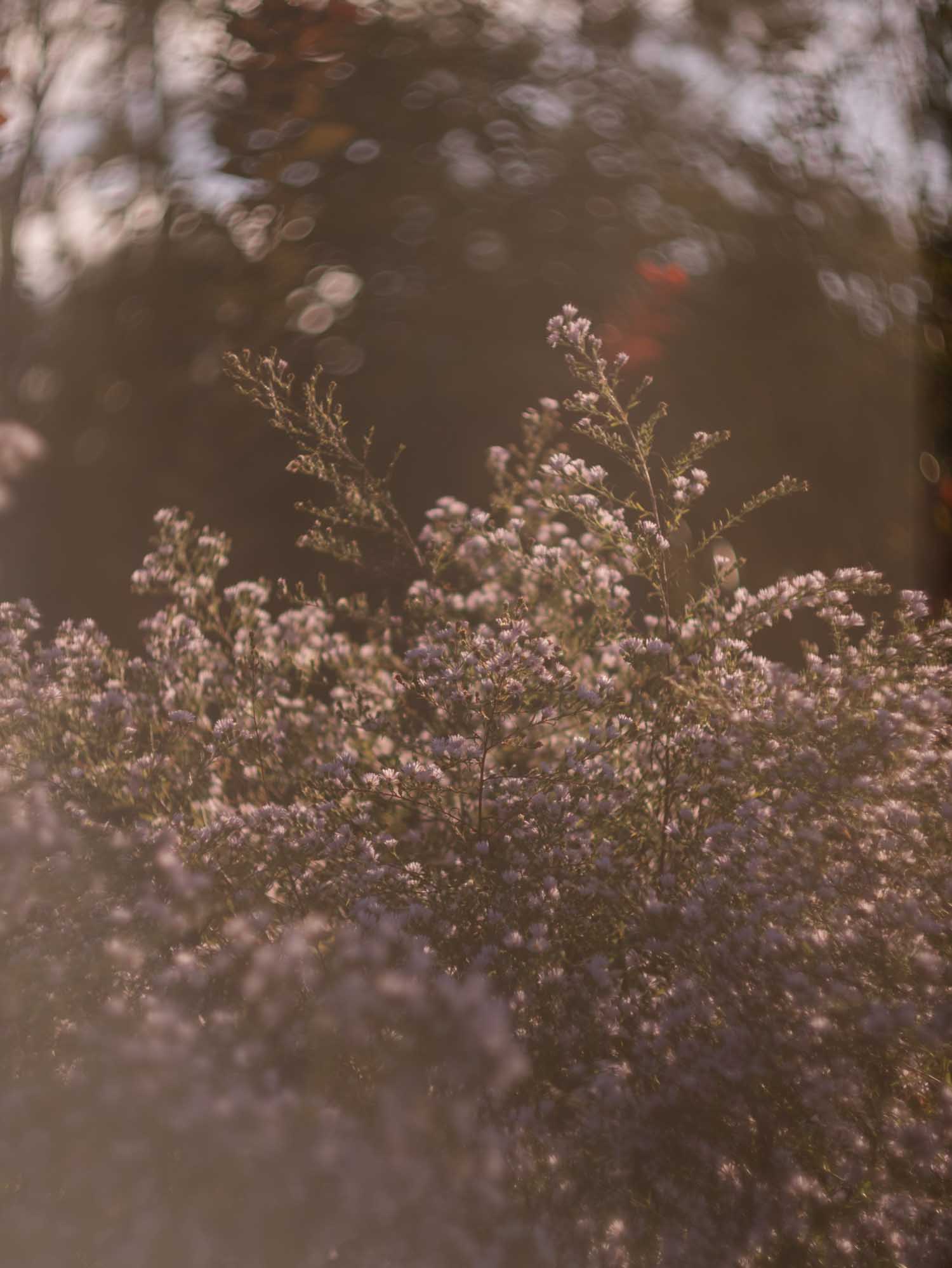 BOLTONIA - Pink - PLANTS