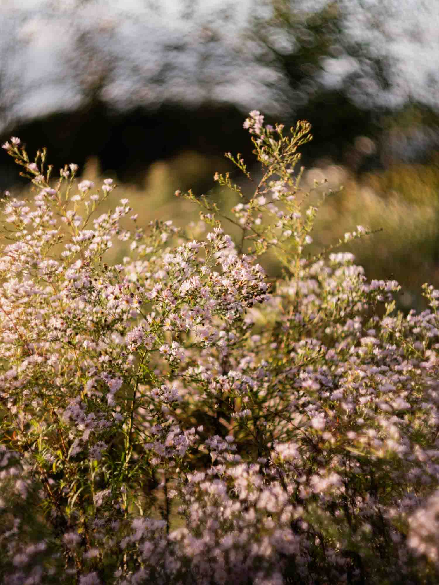 BOLTONIA - Pink - PLANTS