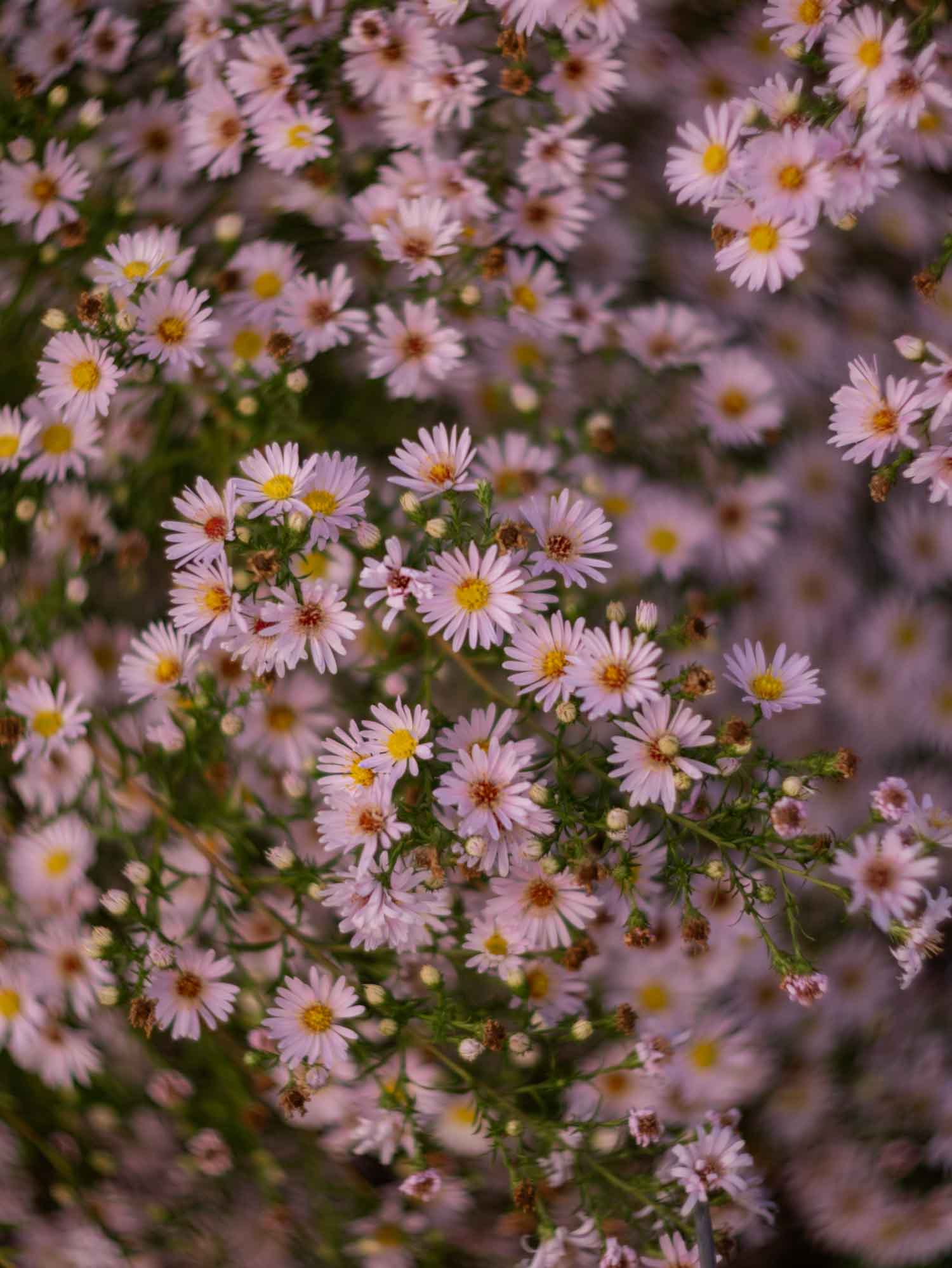 BOLTONIA - Pink - PLANTS