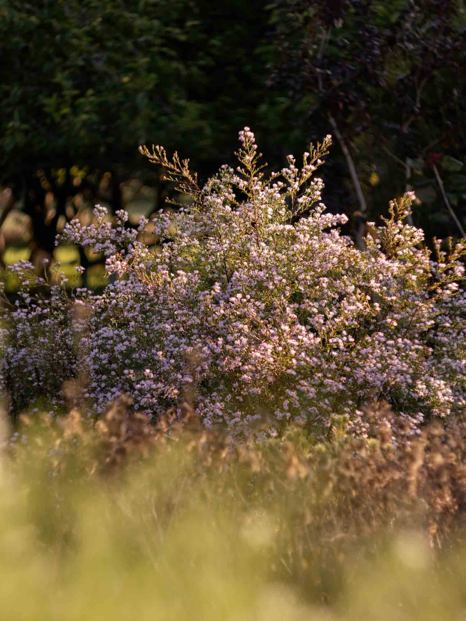 BOLTONIA - Pink - PLANTS