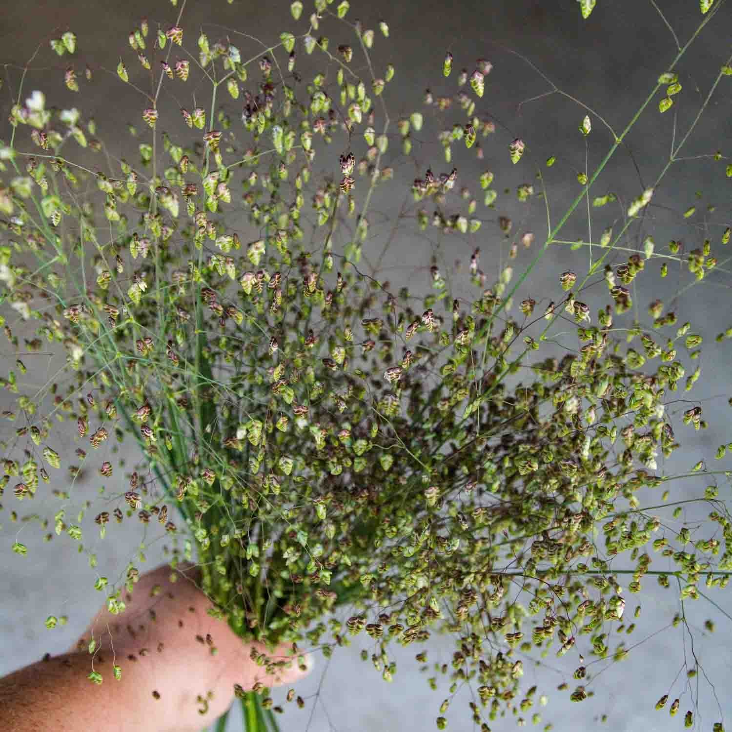 BRIZA - Baby Quaking Grass - PLANTS