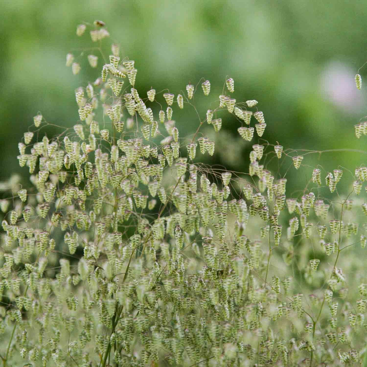 BRIZA - Baby Quaking Grass - PLANTS