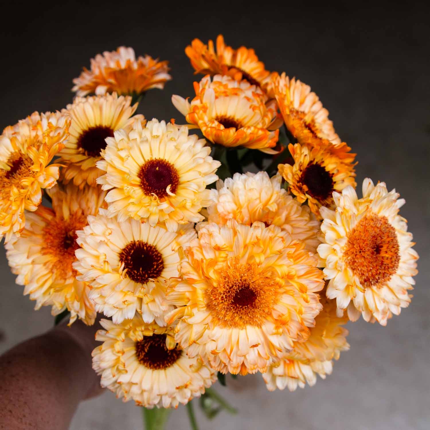 Calendula - Cantaloupe Mix