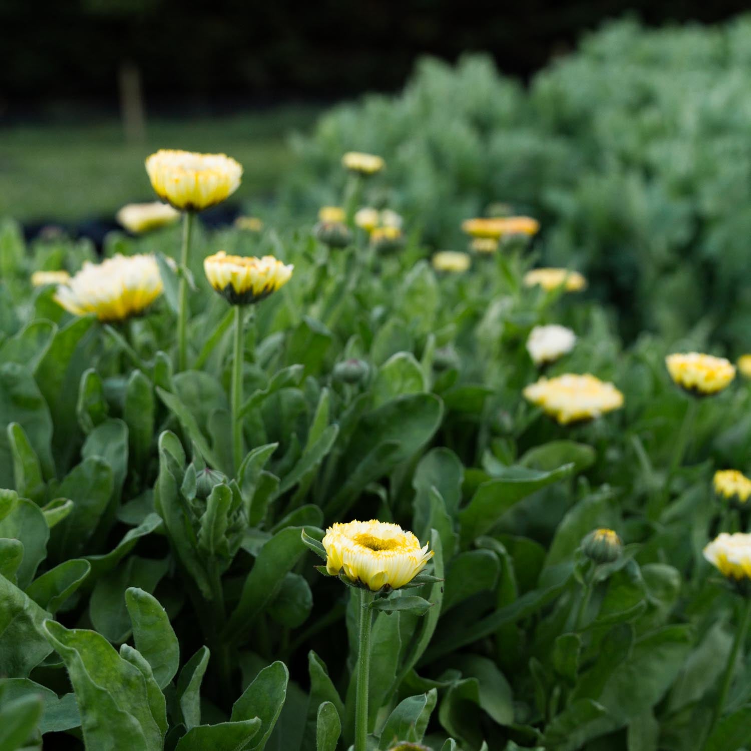 Calendula - Ivory Princess