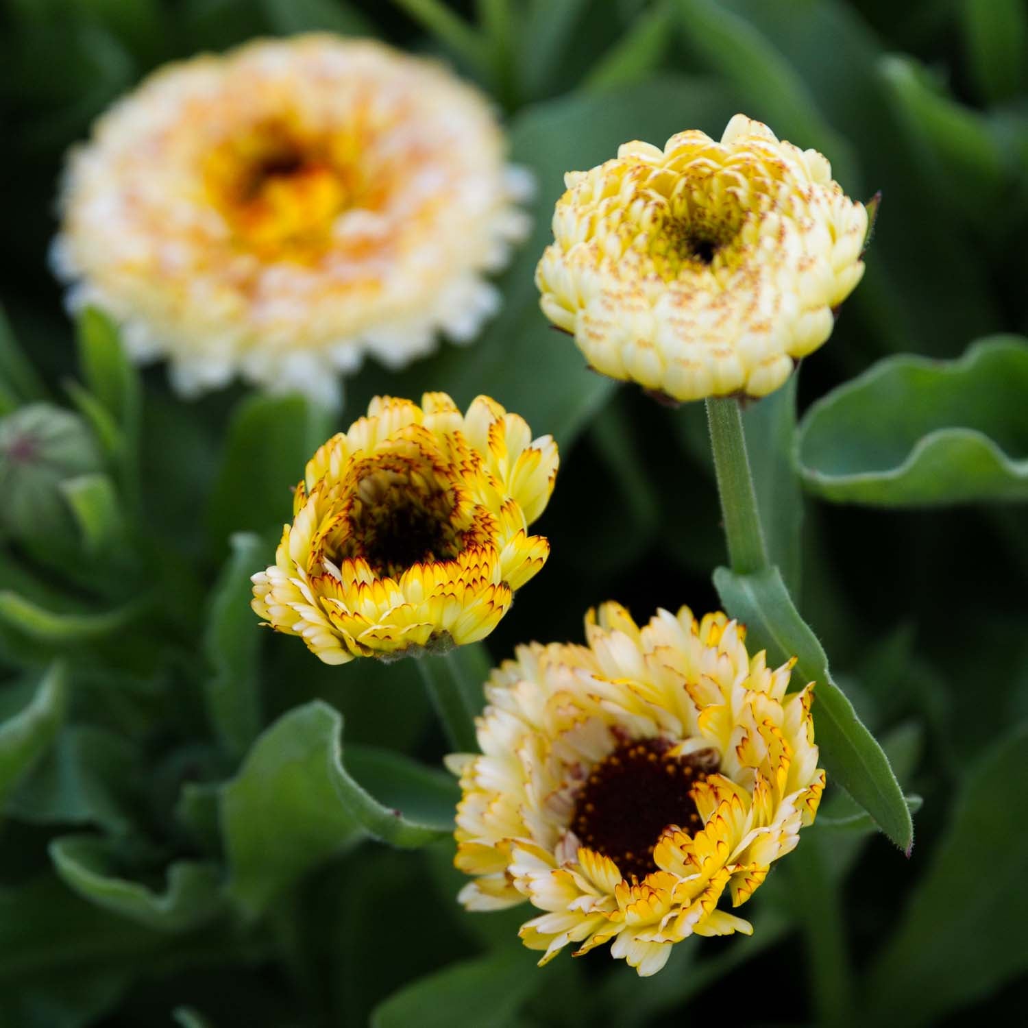 Calendula - Ivory Princess