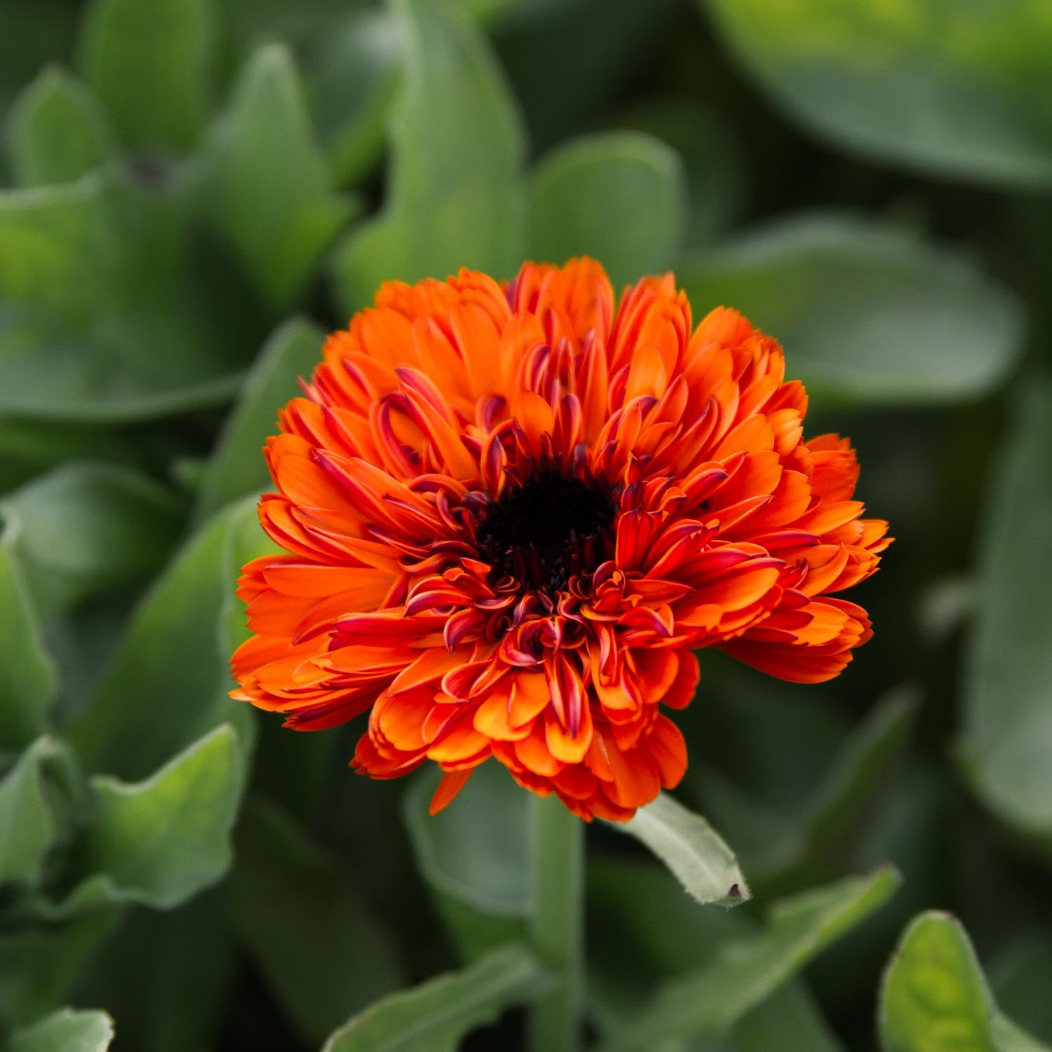 Calendula - Orange Button