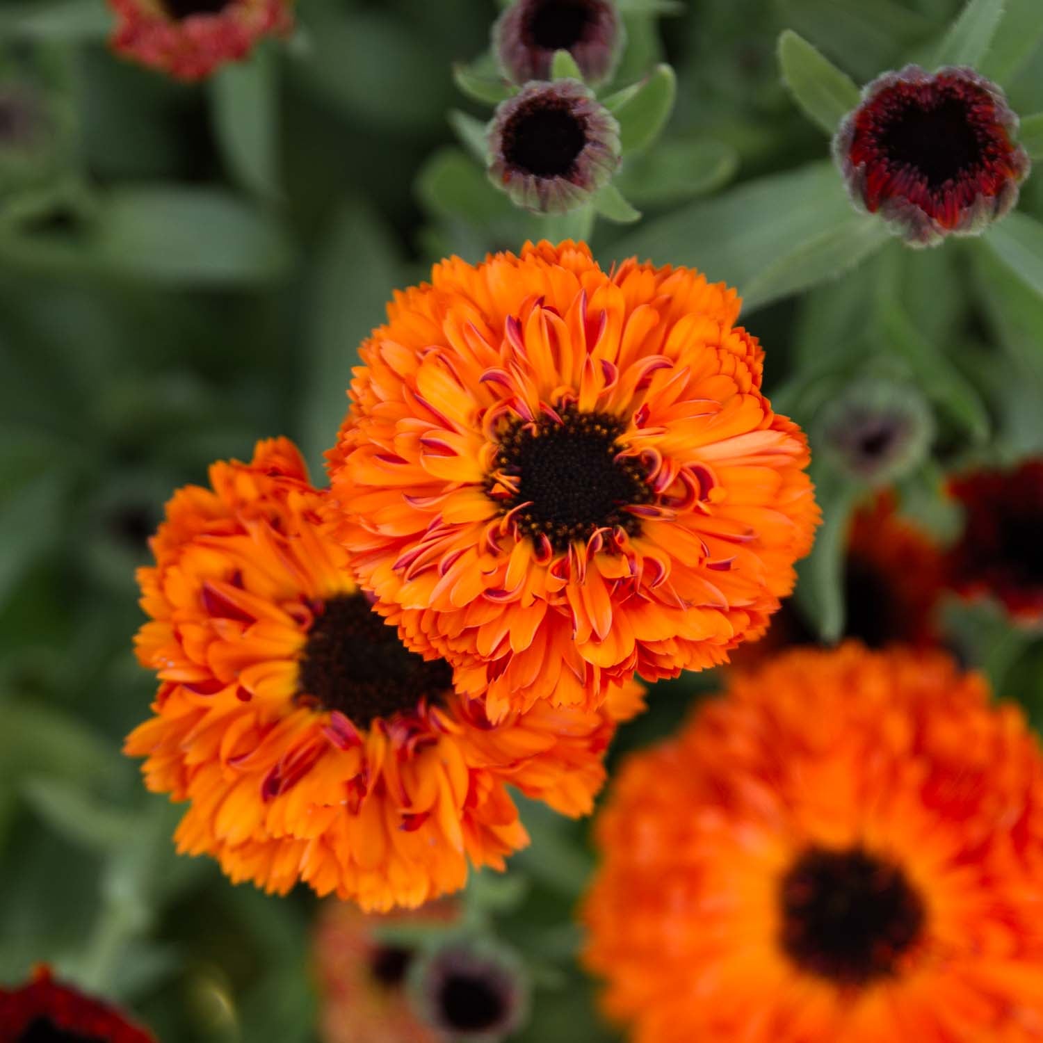 Calendula - Orange Button