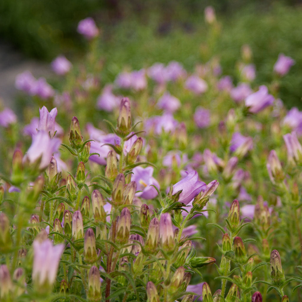 Campanula - Champion Lavender PLANTS