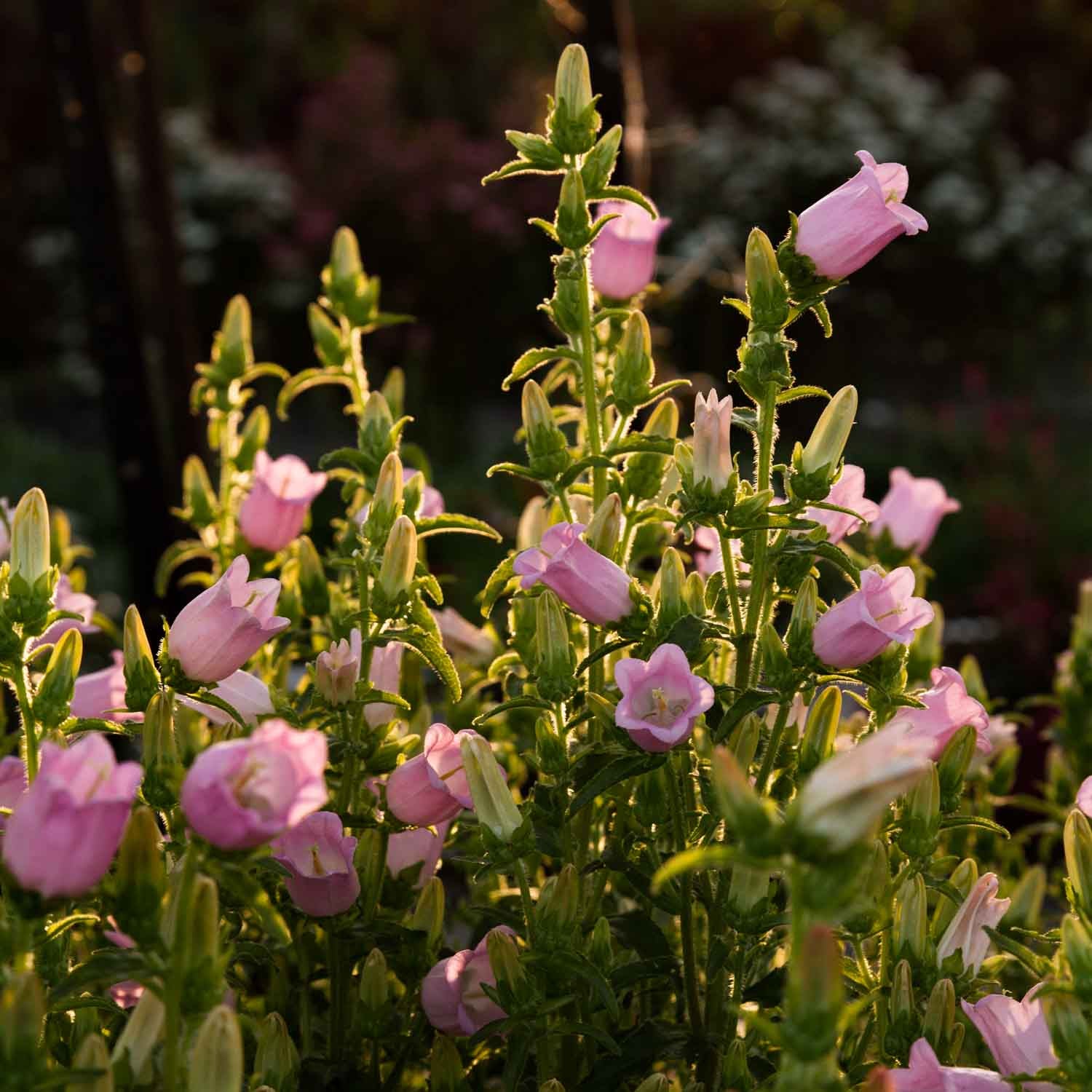 Campanula - Champion Pro Light Pink - PLANT