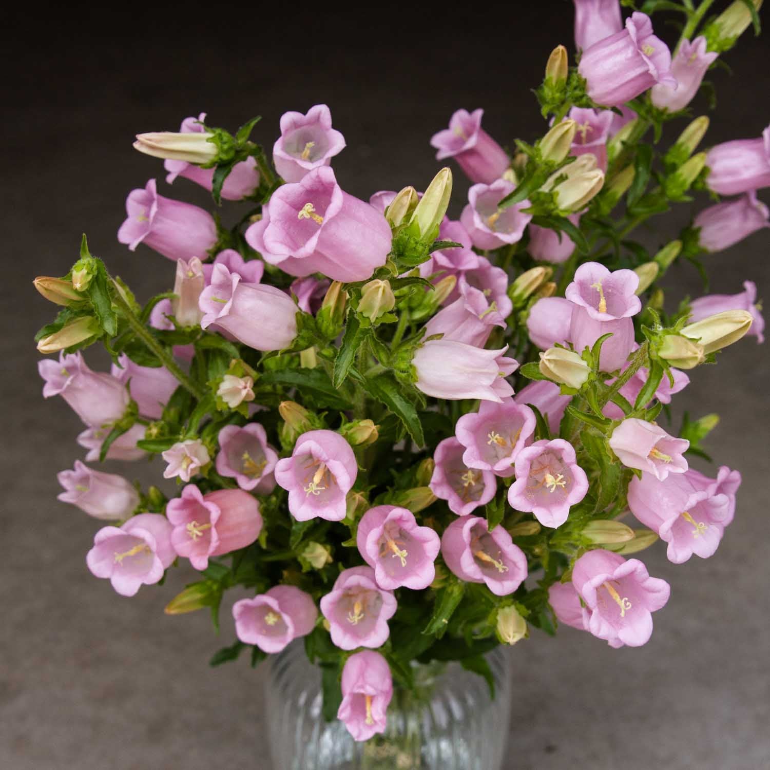 Campanula - Champion Pro Light Pink