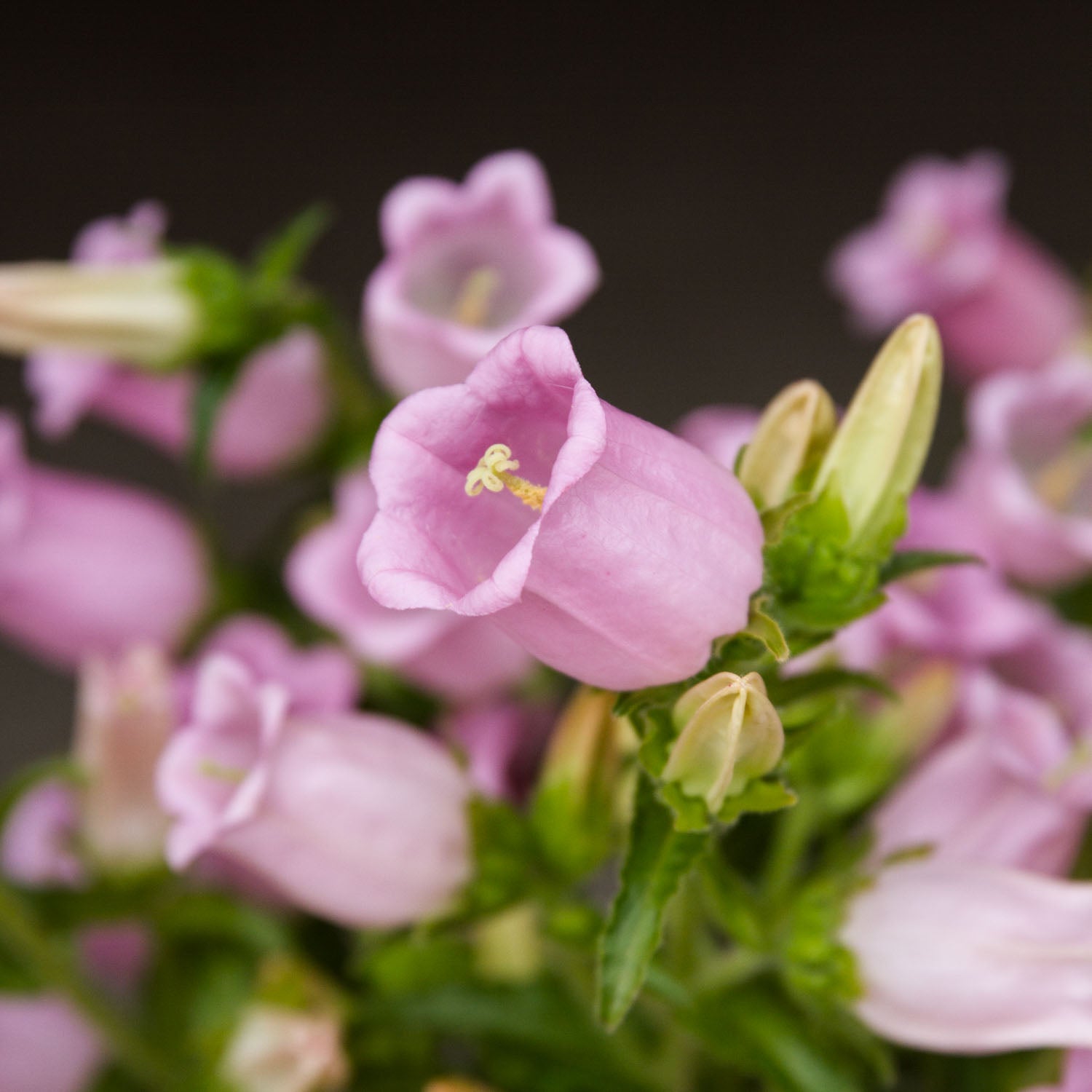 Campanula - Champion Pro Light Pink