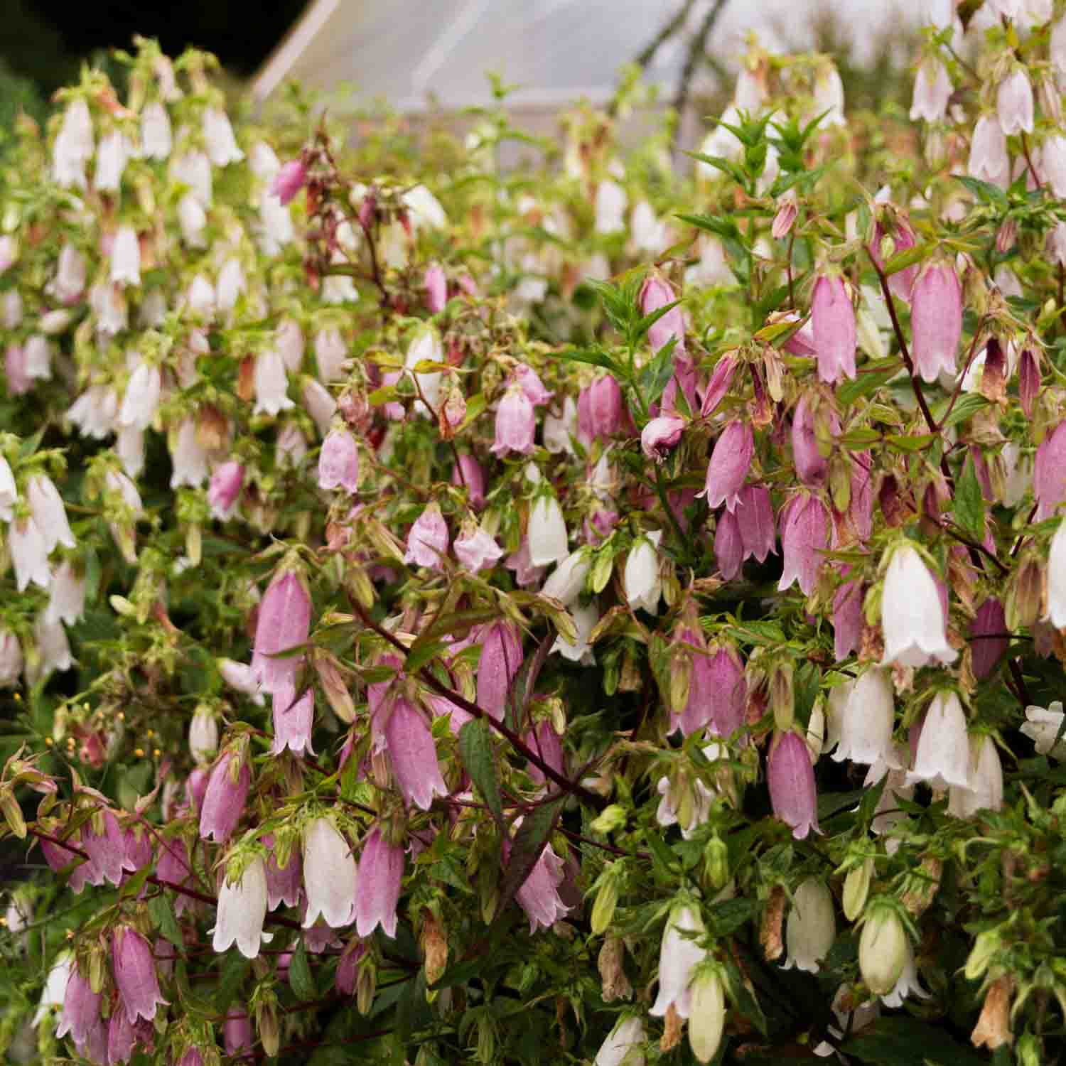 CAMPANULA - Takesimana - PLANTS