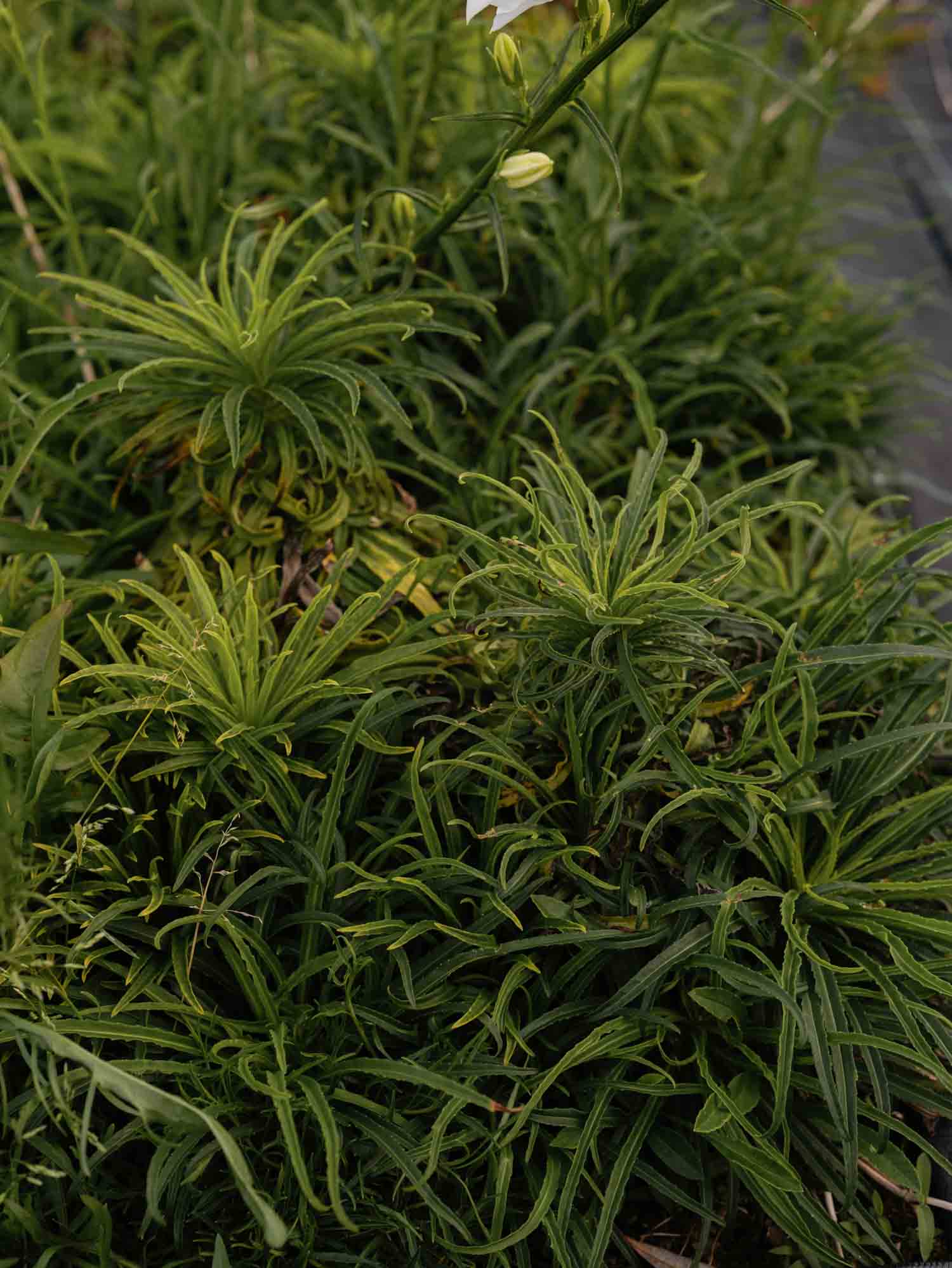 CAMPANULA persicifolia - Alba - PLANTS