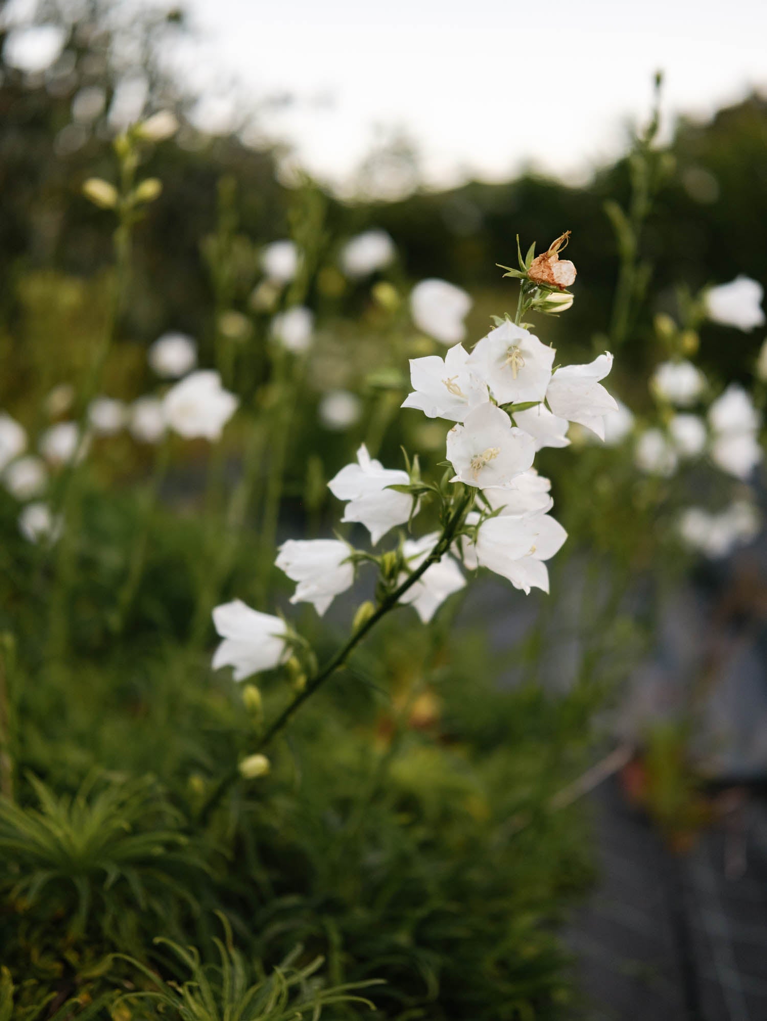 CAMPANULA persicifolia - Alba - PLANTS