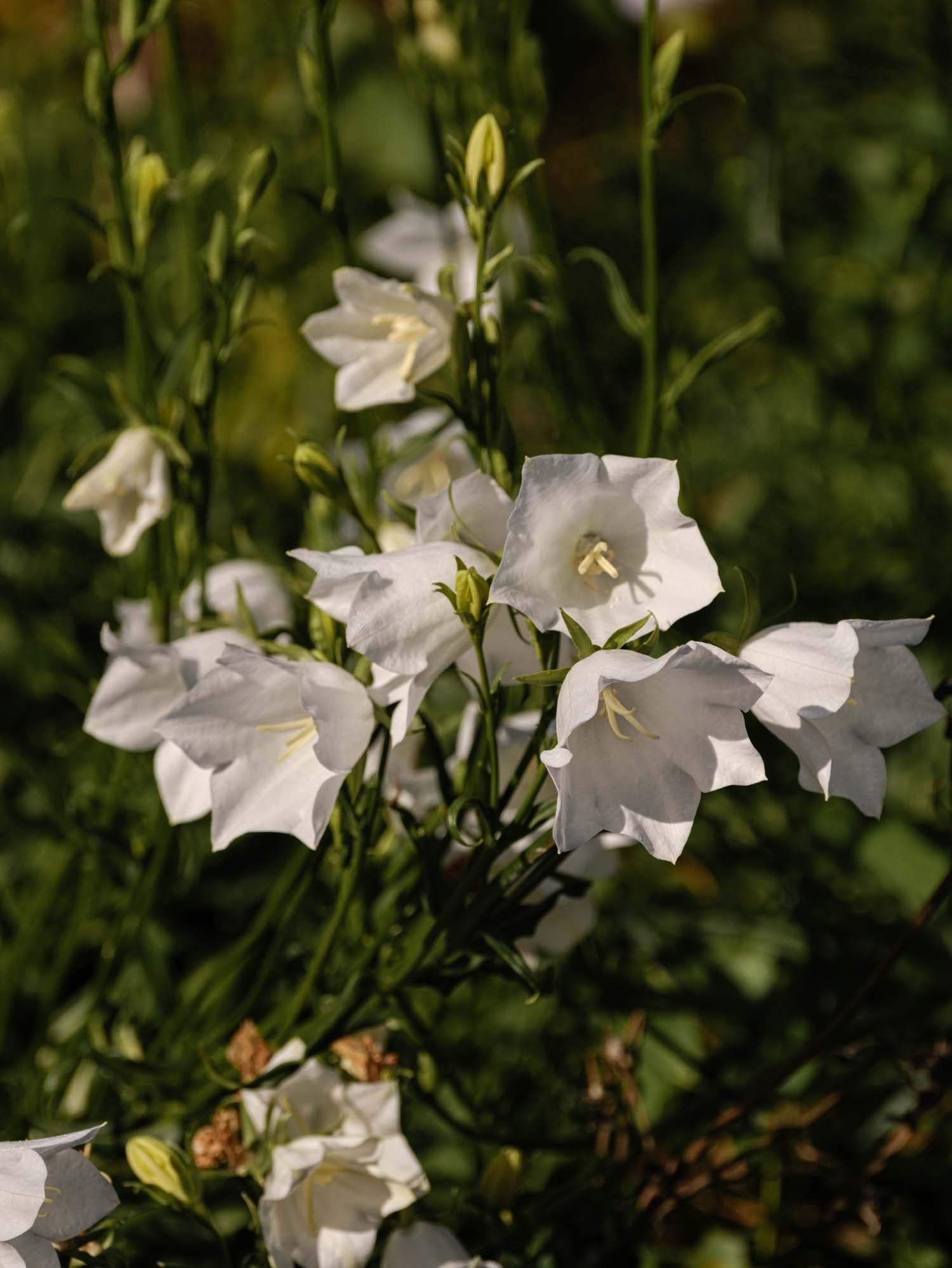 CAMPANULA persicifolia - Alba - PLANTS