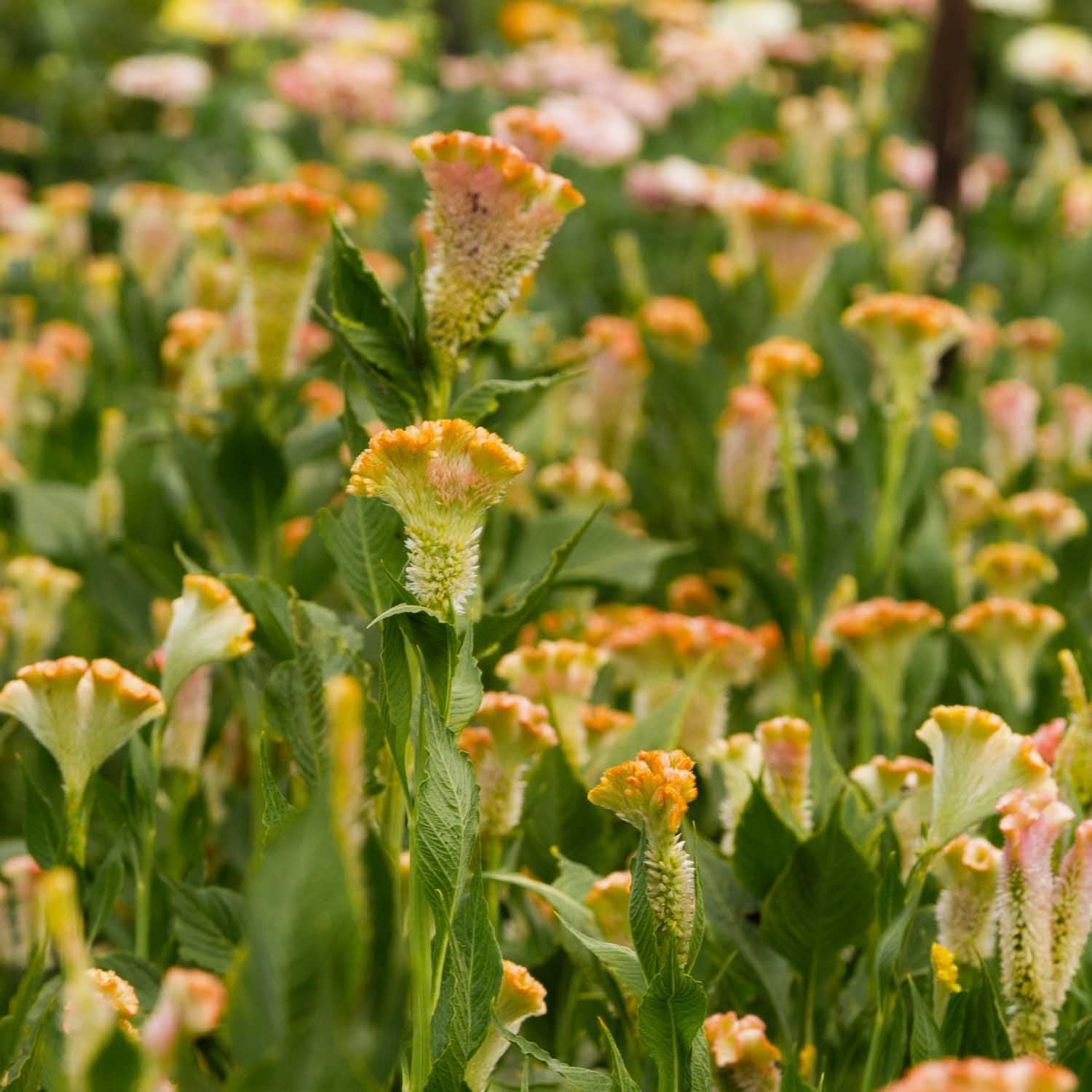 Celosia - Crystal Beauty