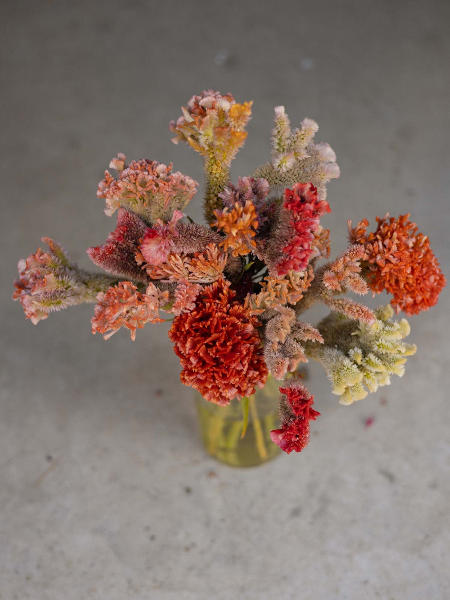 CELOSIA - Coral Reef - PLANTS