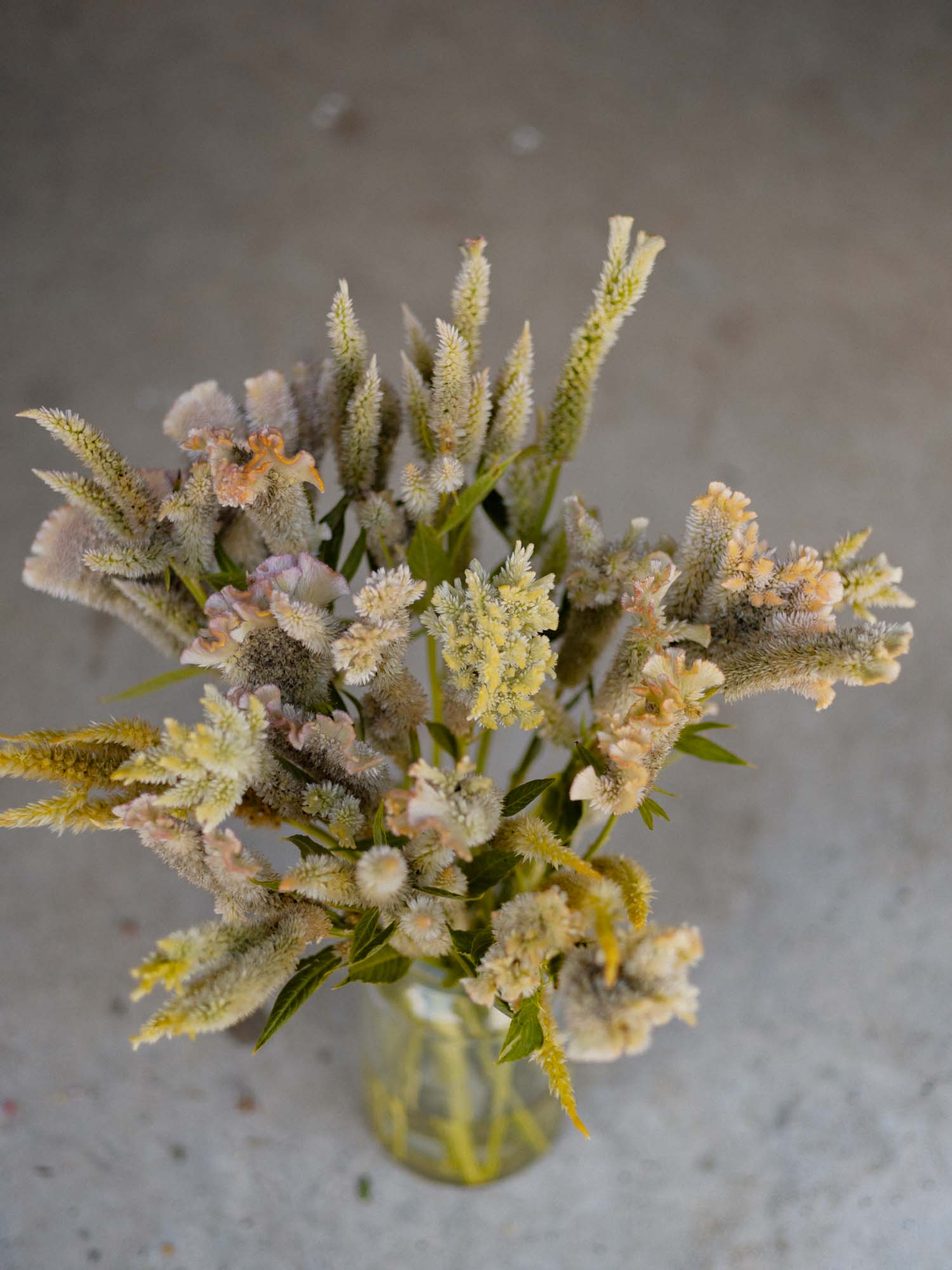 CELOSIA - Pink Chenille - PLANTS