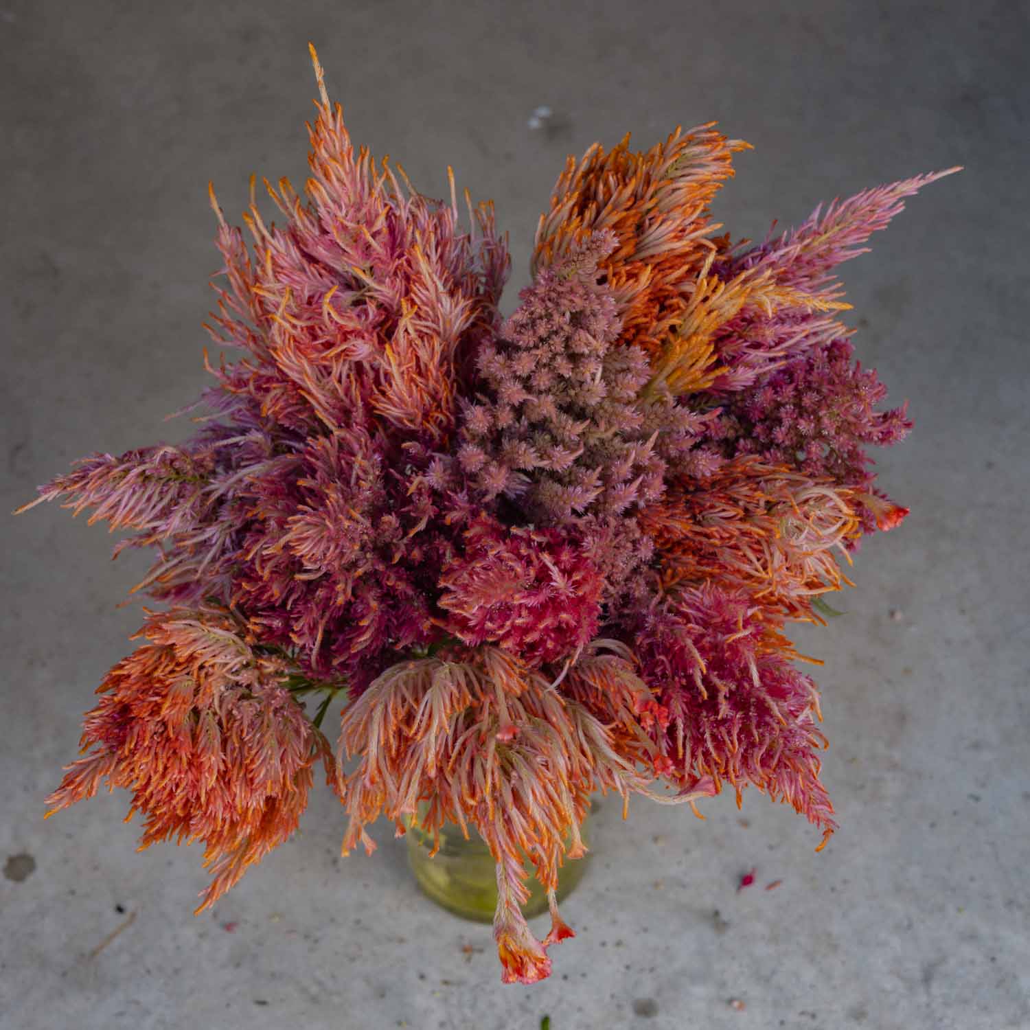 CELOSIA - Spun Sugar - PLANTS
