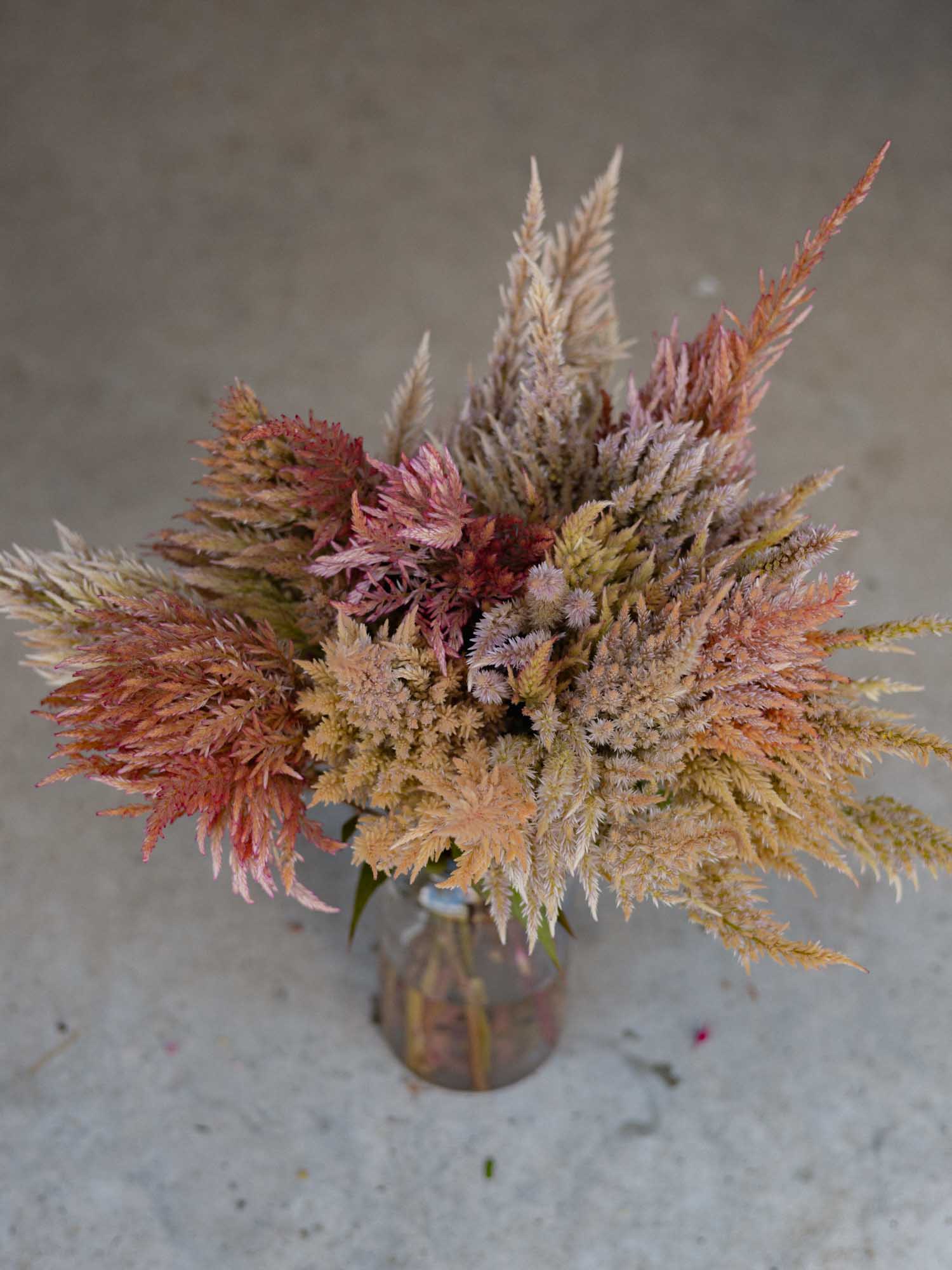 CELOSIA - Vintage Rose - PLANTS