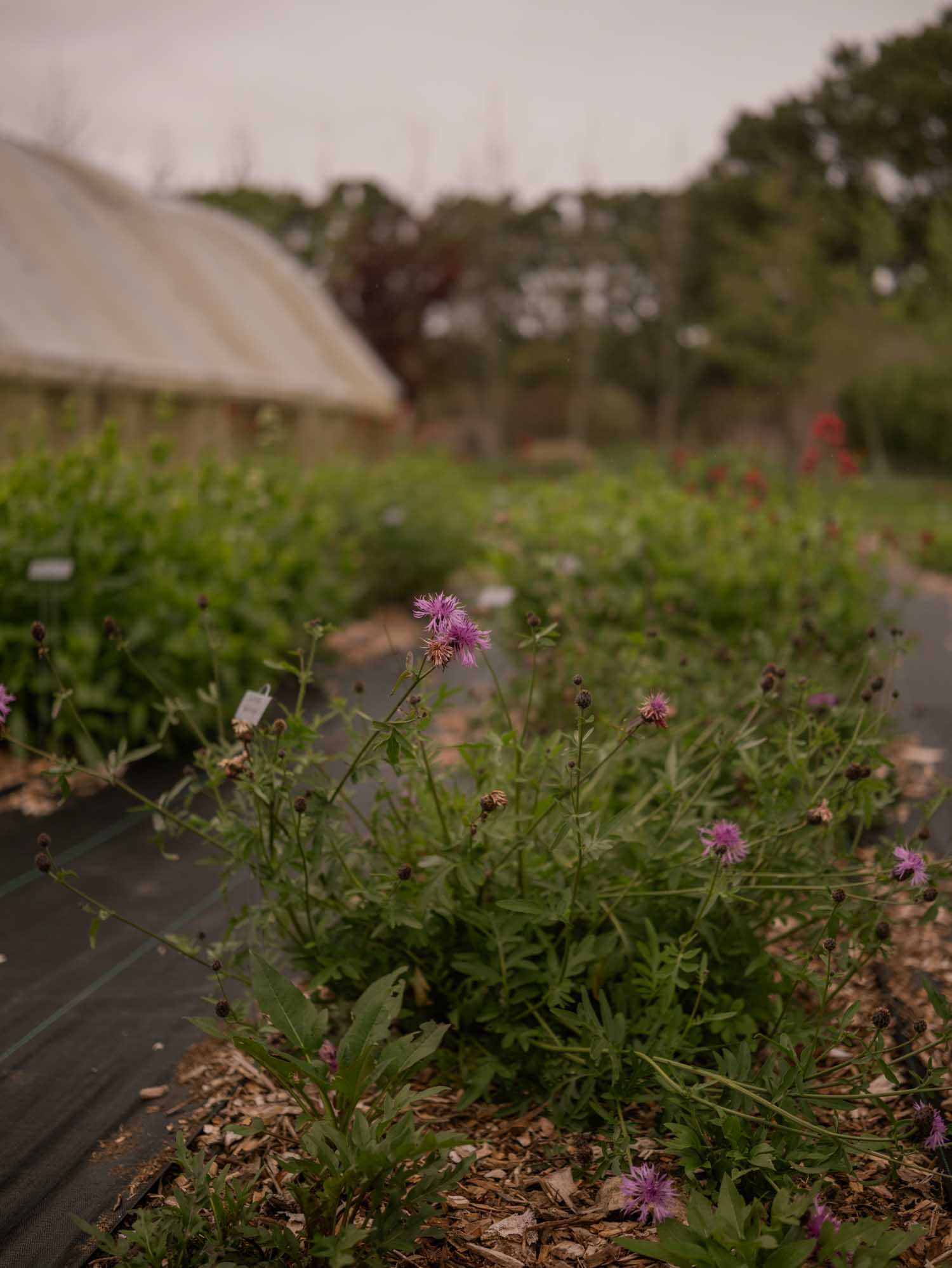 CENTAUREA Scabiosa - PLANTS