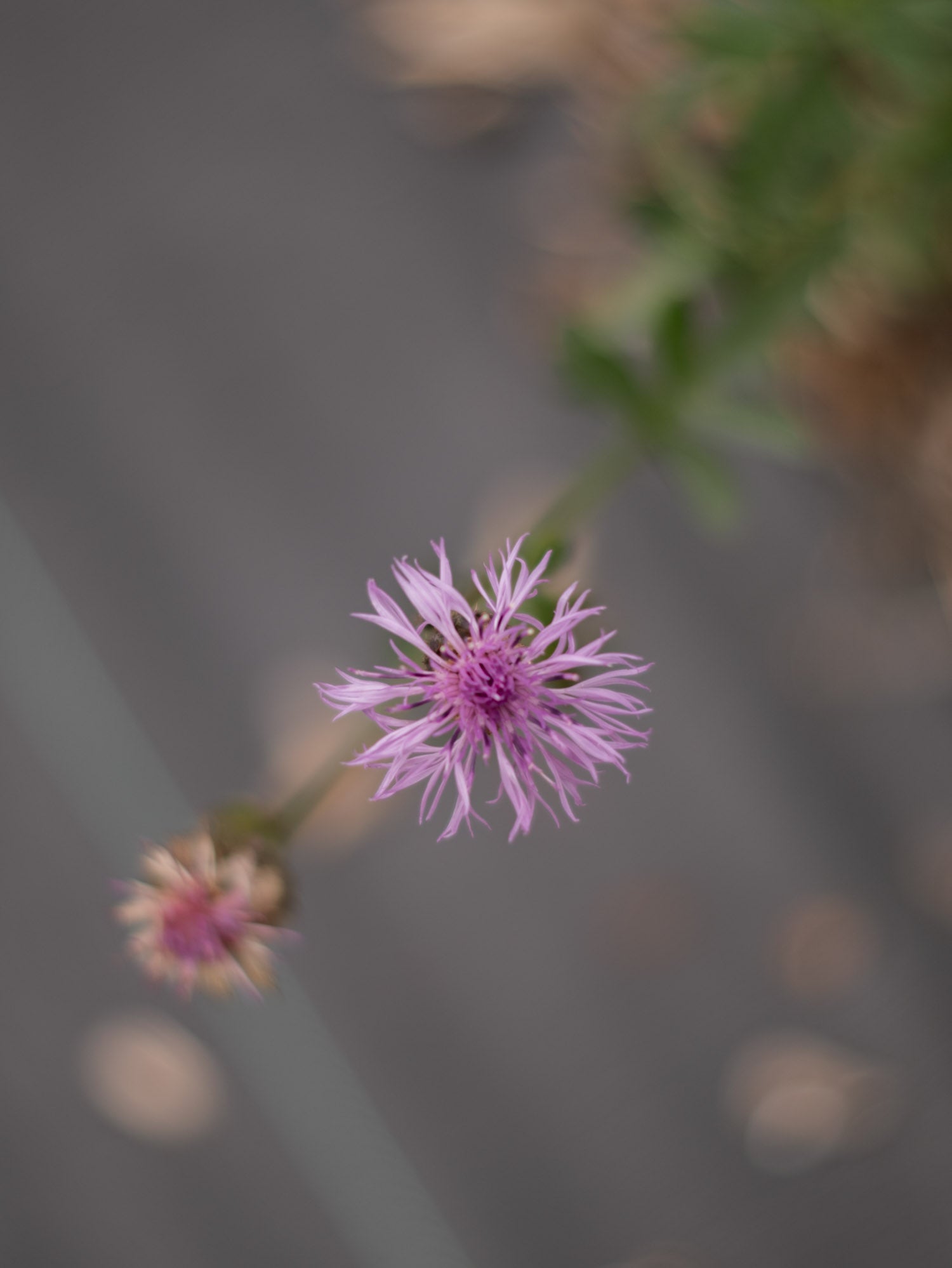 CENTAUREA Scabiosa - PLANTS