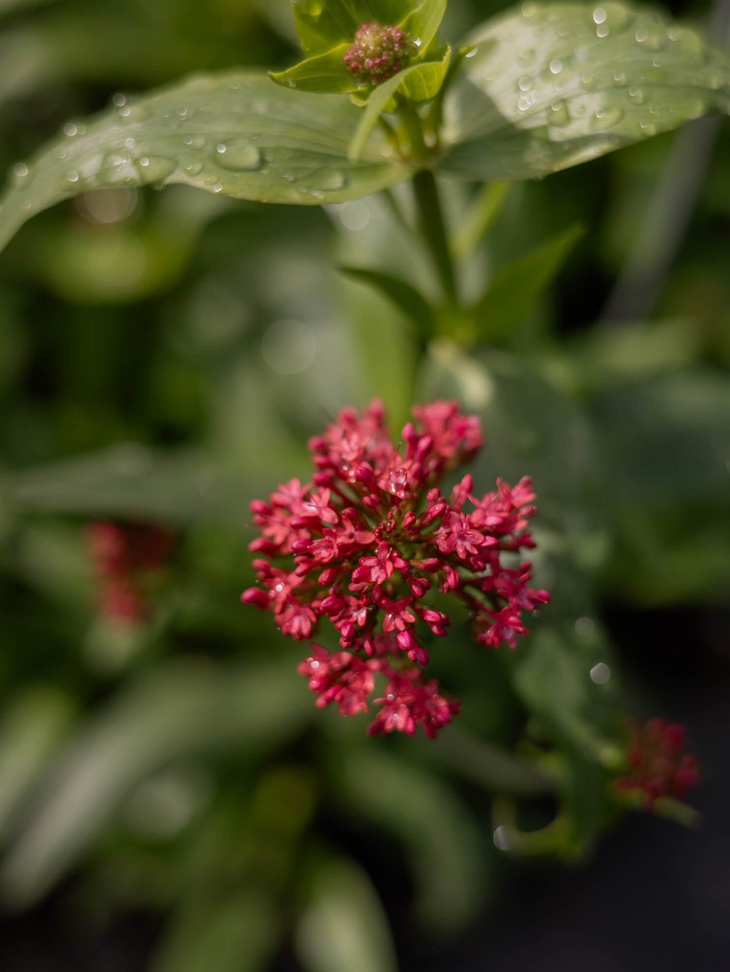 CENTRANTHUS ruber - PLANTS