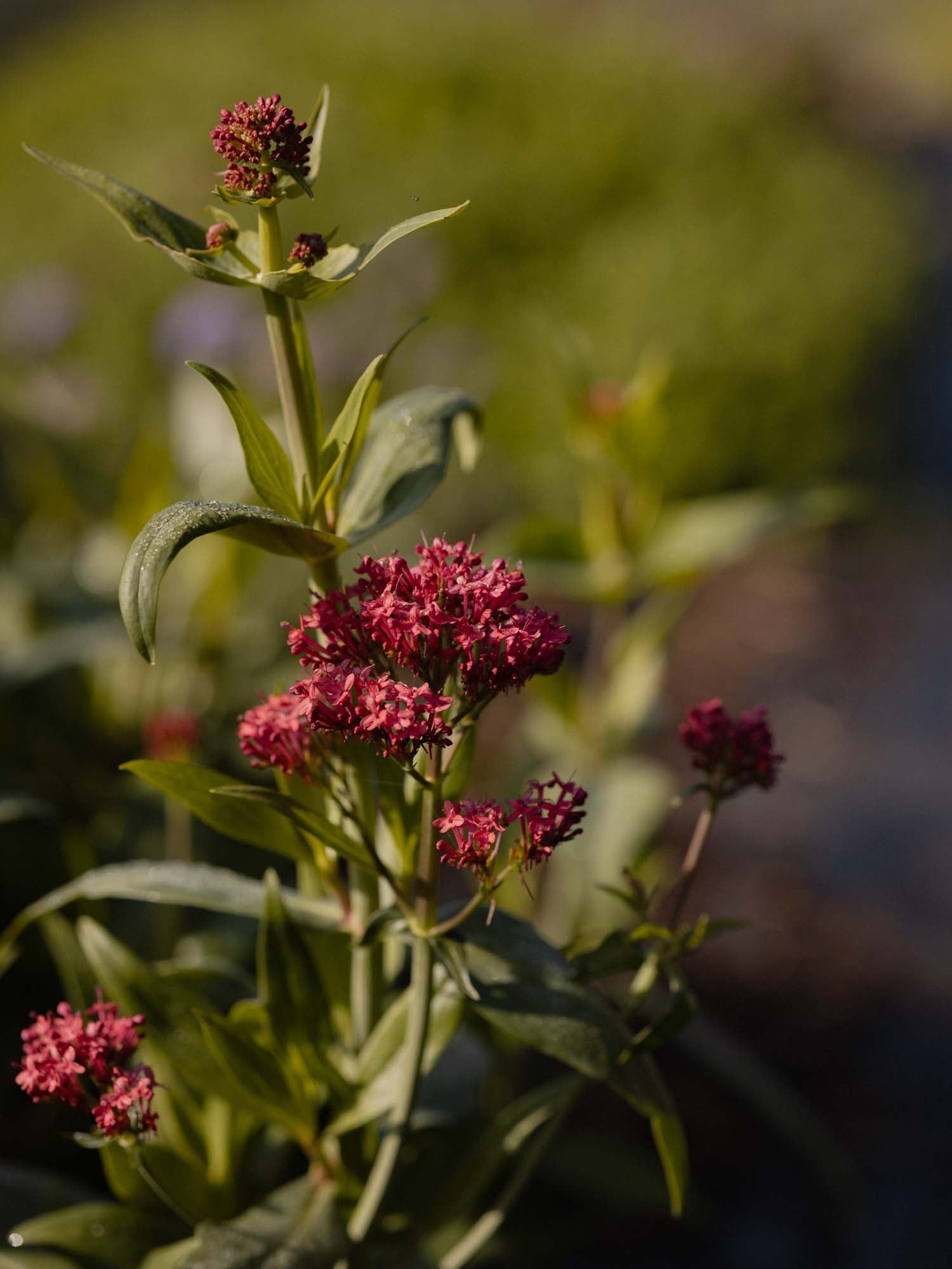 CENTRANTHUS ruber - PLANTS