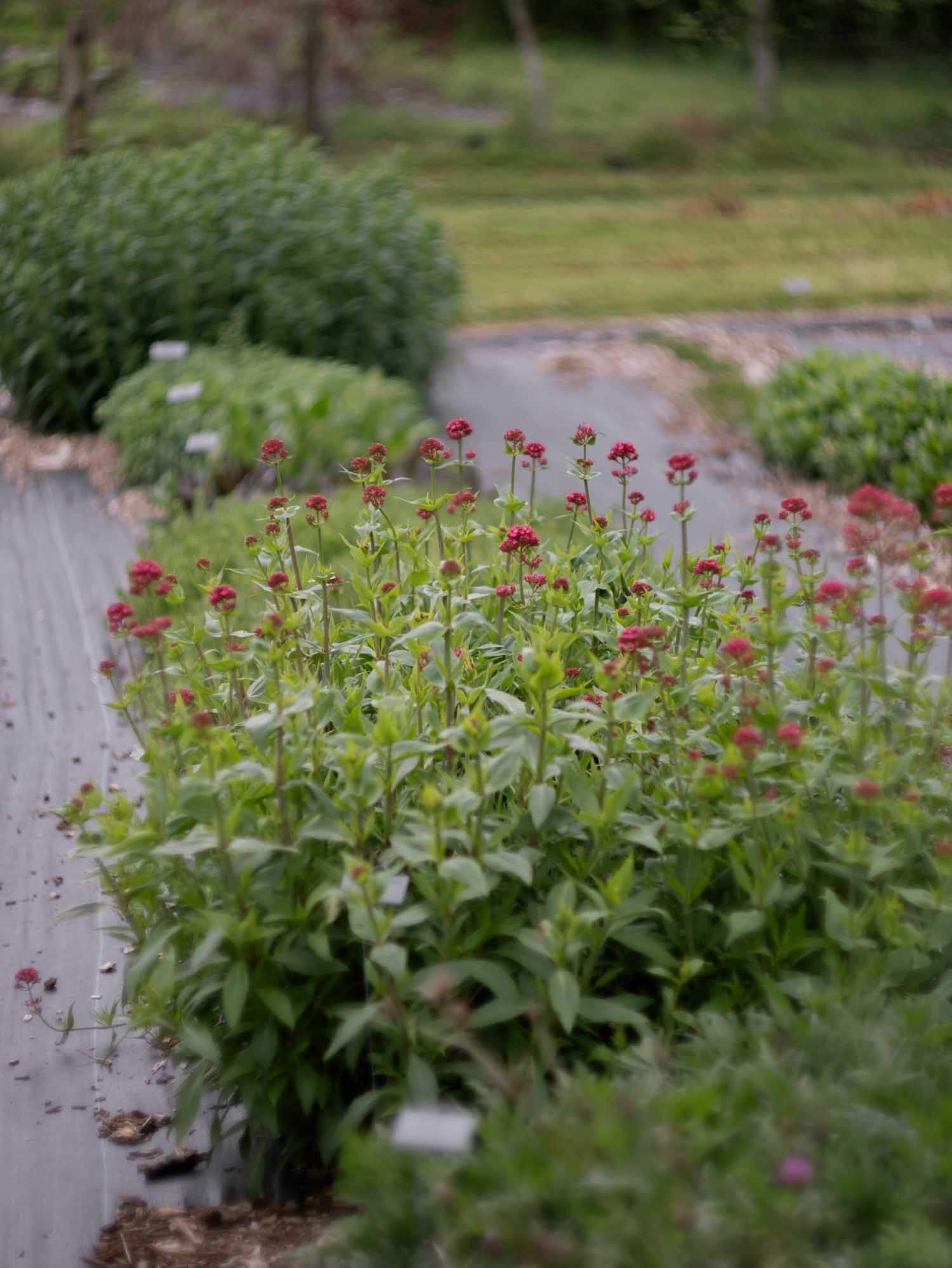 CENTRANTHUS ruber - PLANTS