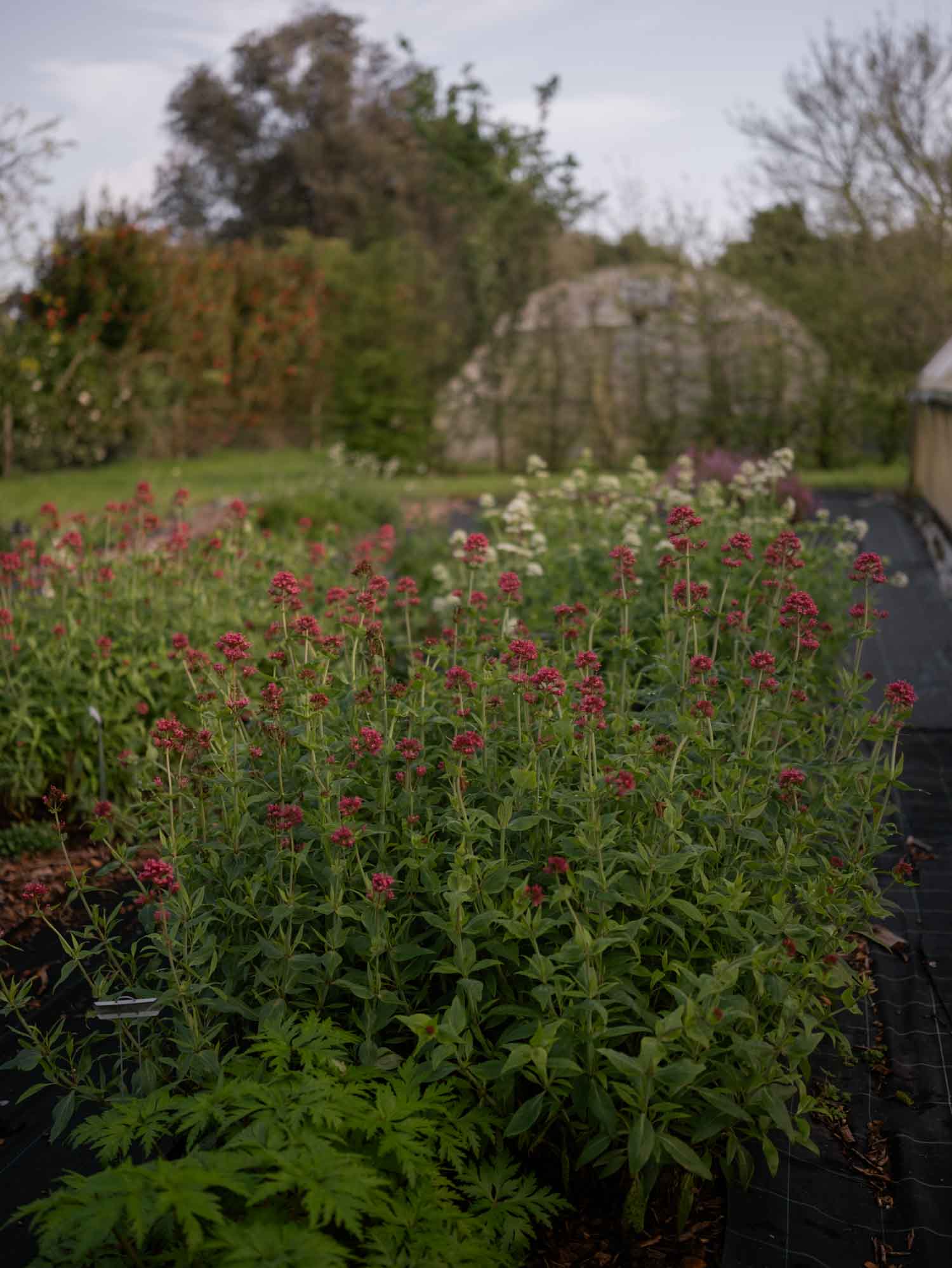 CENTRANTHUS ruber - PLANTS