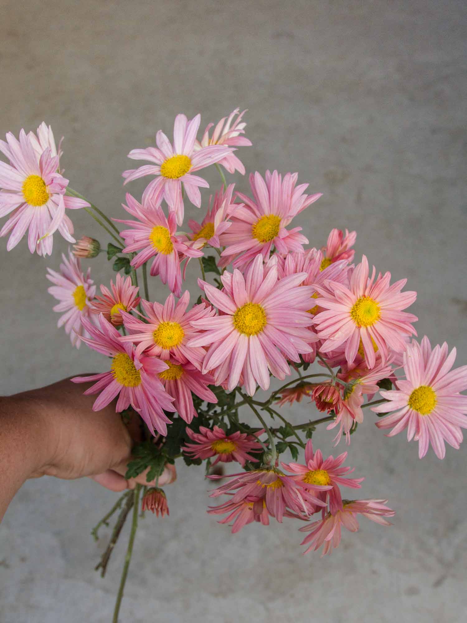 CHRYSANTHEMUM - Bev's Pink - PLANTS