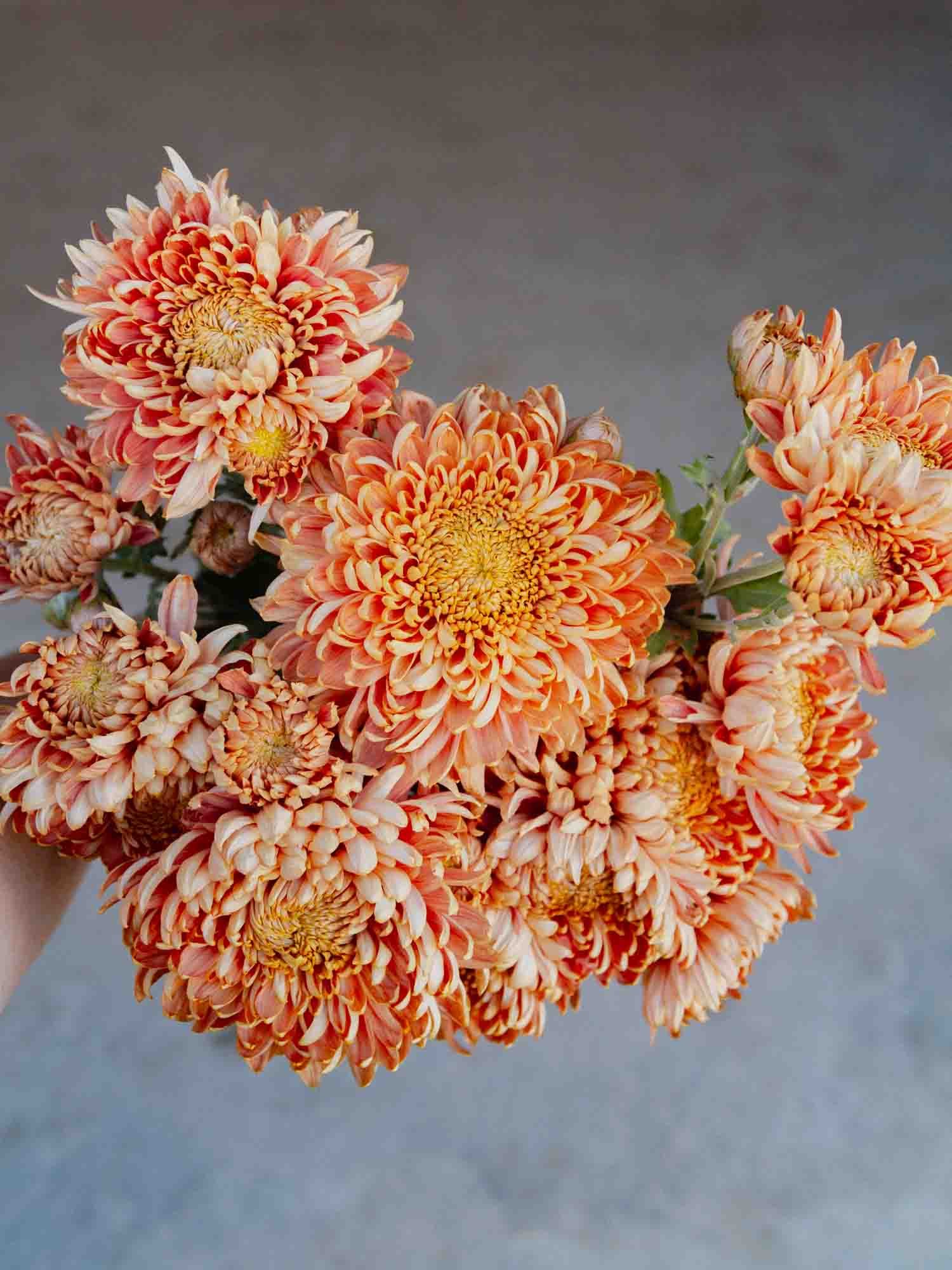 CHRYSANTHEMUM - Peach- PLANTS