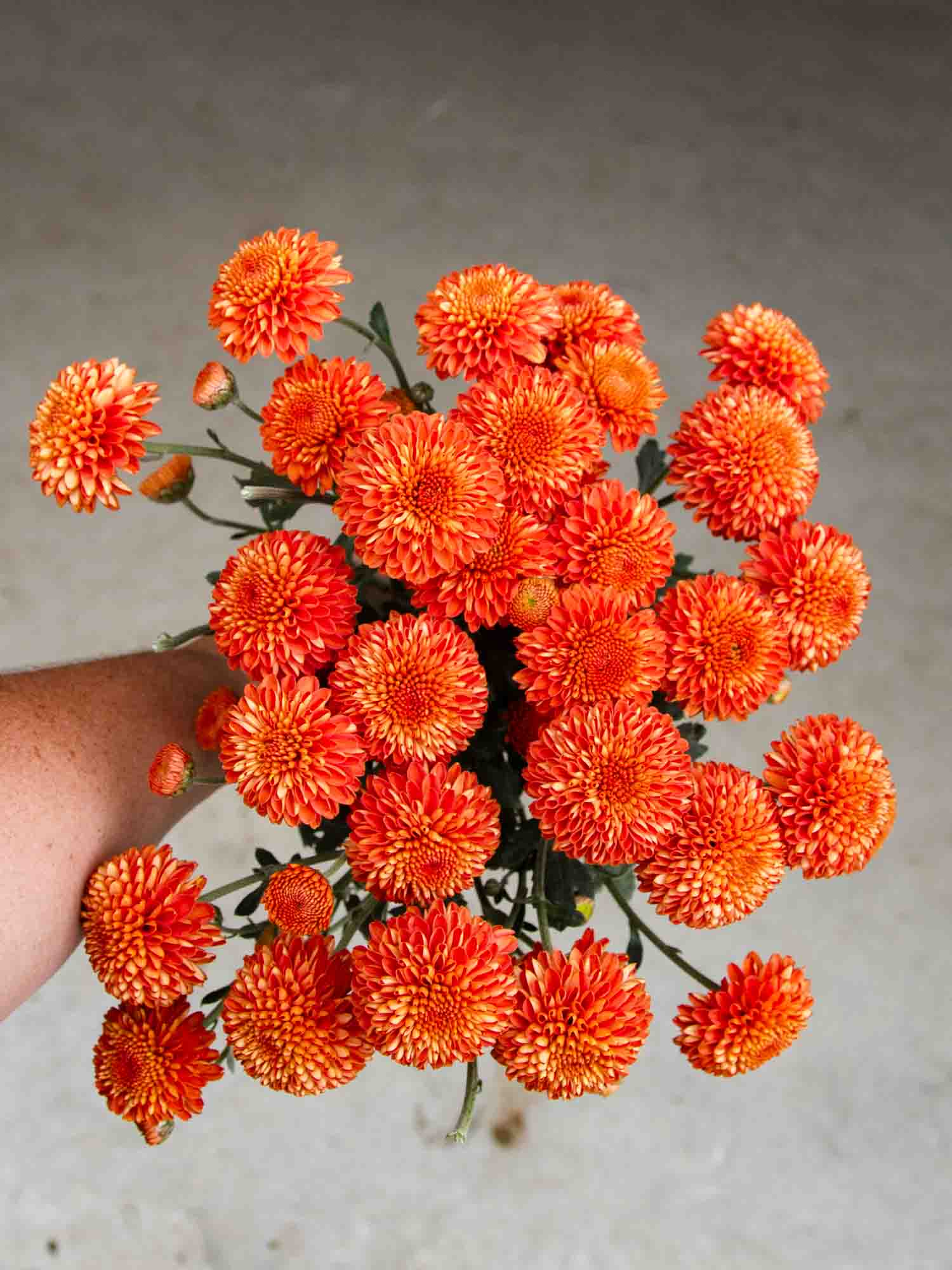 CHRYSANTHEMUM - Kelvin Mandarin - PLANTS